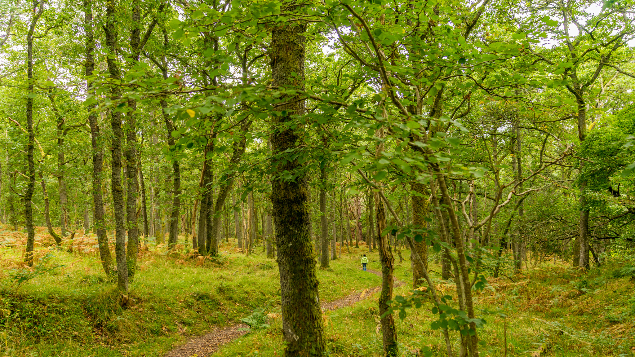 Sony a7 + Sony FE 24-70mm F2.8 GM sample photo. Pitlochry forest 2 photography