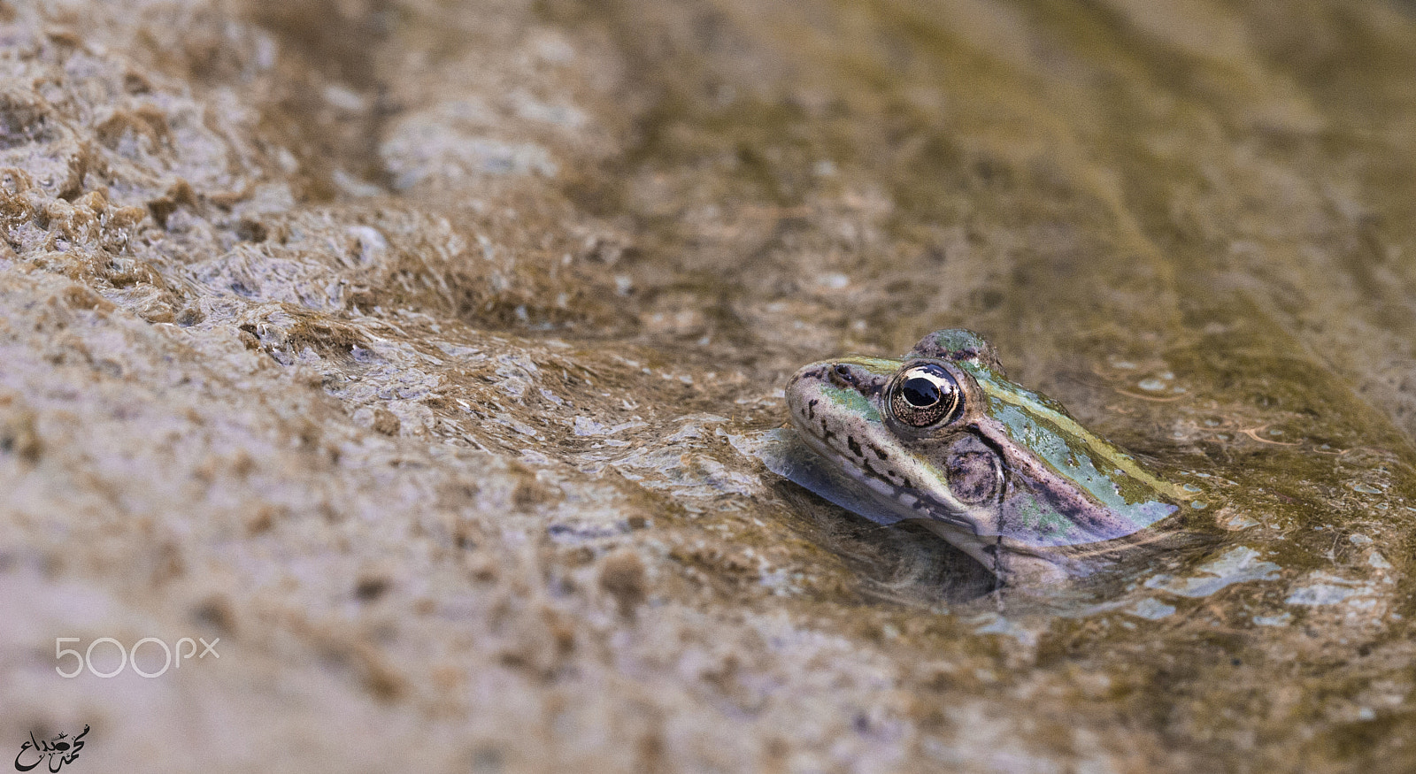 Canon EOS 700D (EOS Rebel T5i / EOS Kiss X7i) + Canon EF 100mm F2.8L Macro IS USM sample photo. Frog^* photography