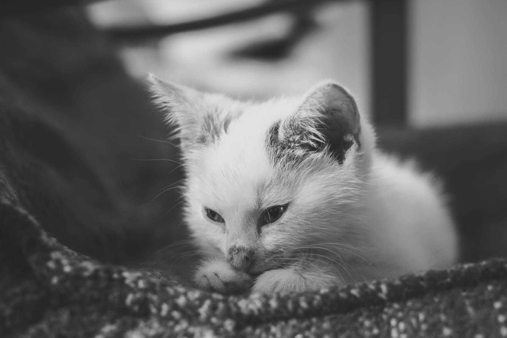 Sony SLT-A77 + Sony DT 35mm F1.8 SAM sample photo. Sleepy caturday photography