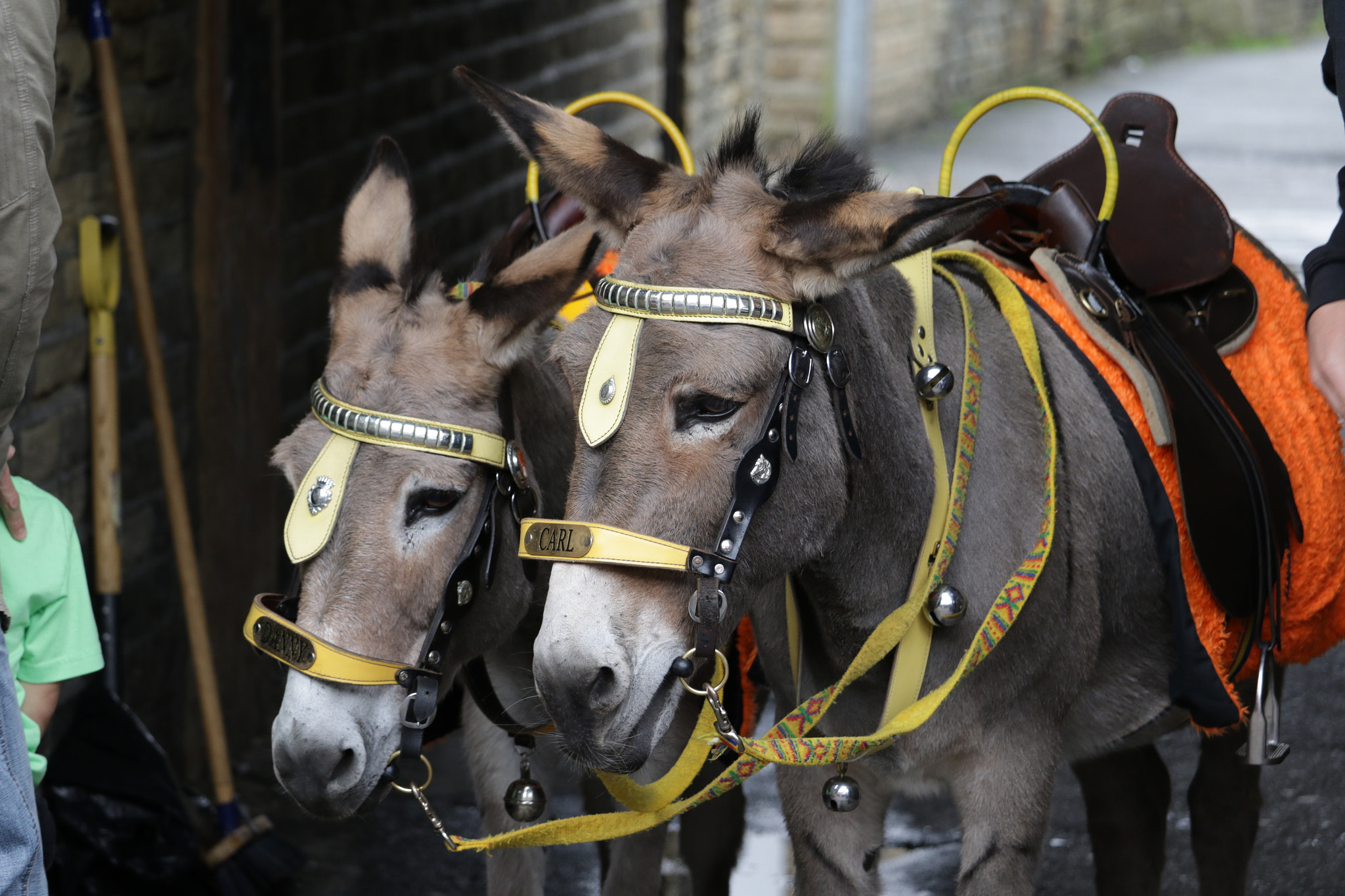 Canon EF-S 55-250mm F4-5.6 IS STM sample photo. Donkeys in brighouse photography