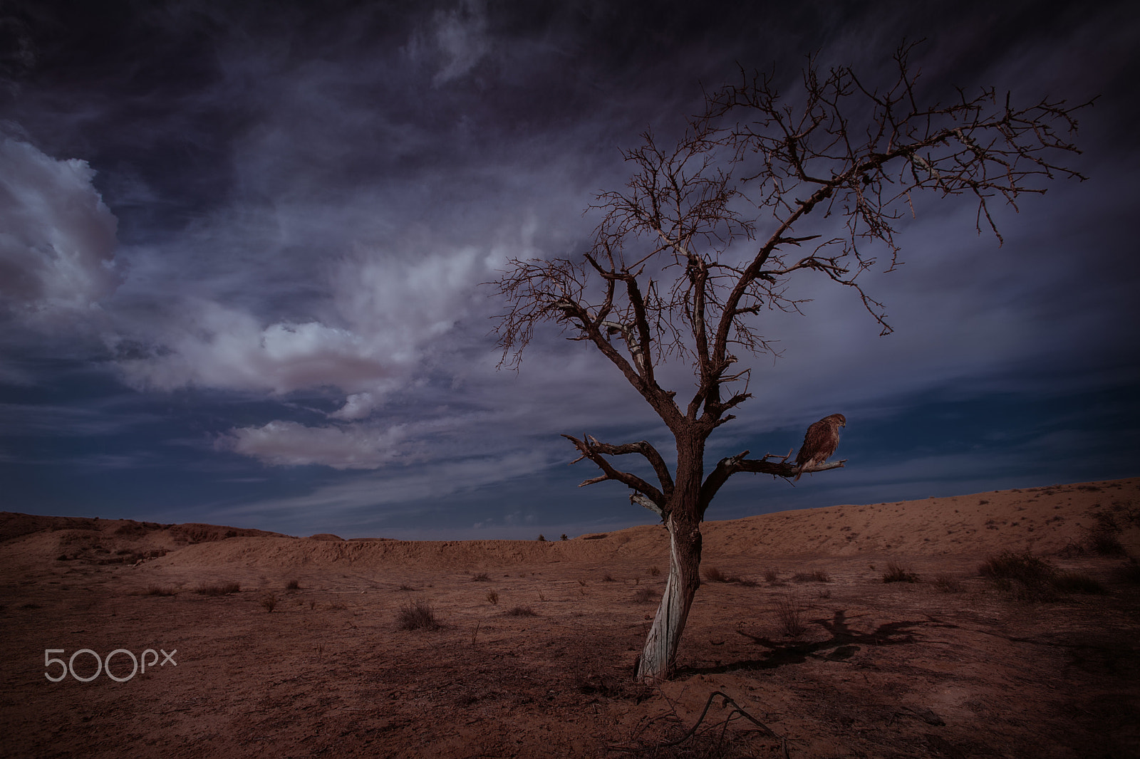 Nikon D700 + Nikon AF Nikkor 14mm F2.8D ED sample photo. Lonely bird photography