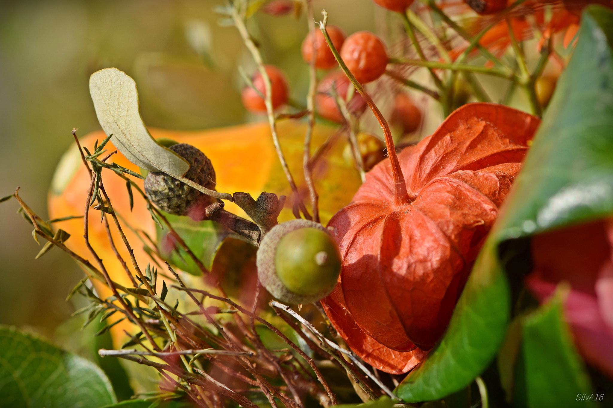 Nikon AF-S Micro-Nikkor 105mm F2.8G IF-ED VR sample photo. Fall colors photography