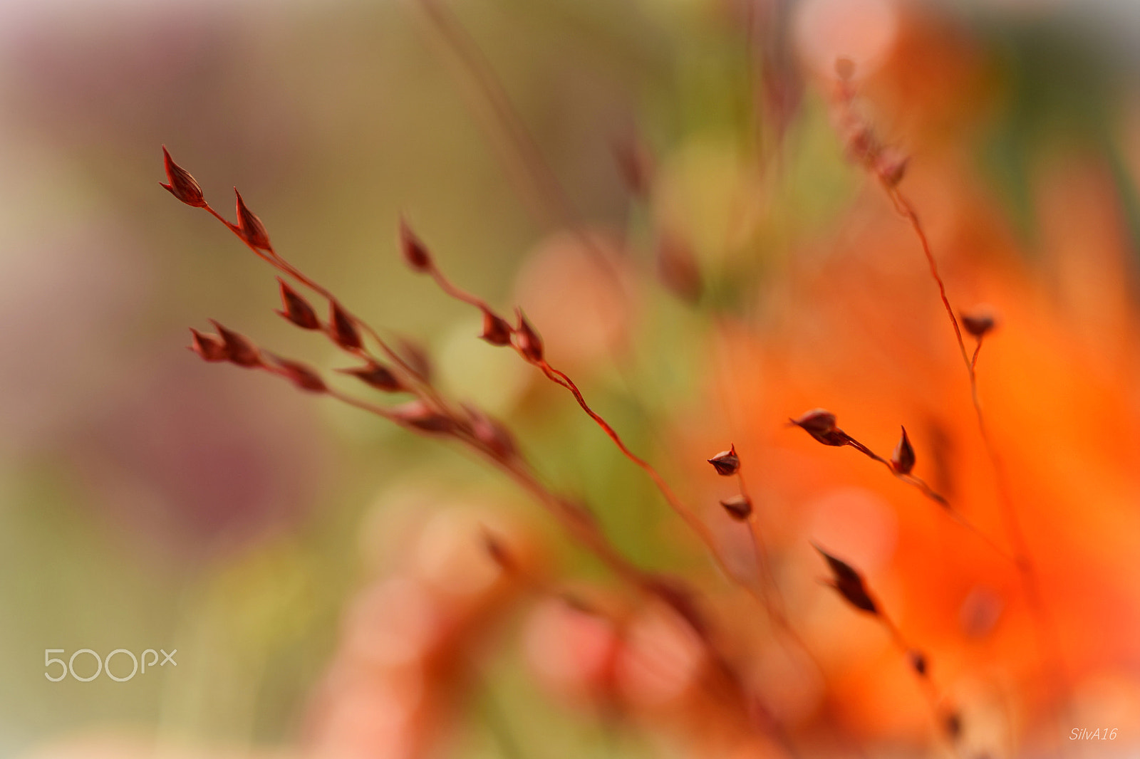 Nikon AF-S Micro-Nikkor 105mm F2.8G IF-ED VR sample photo. Tender photography