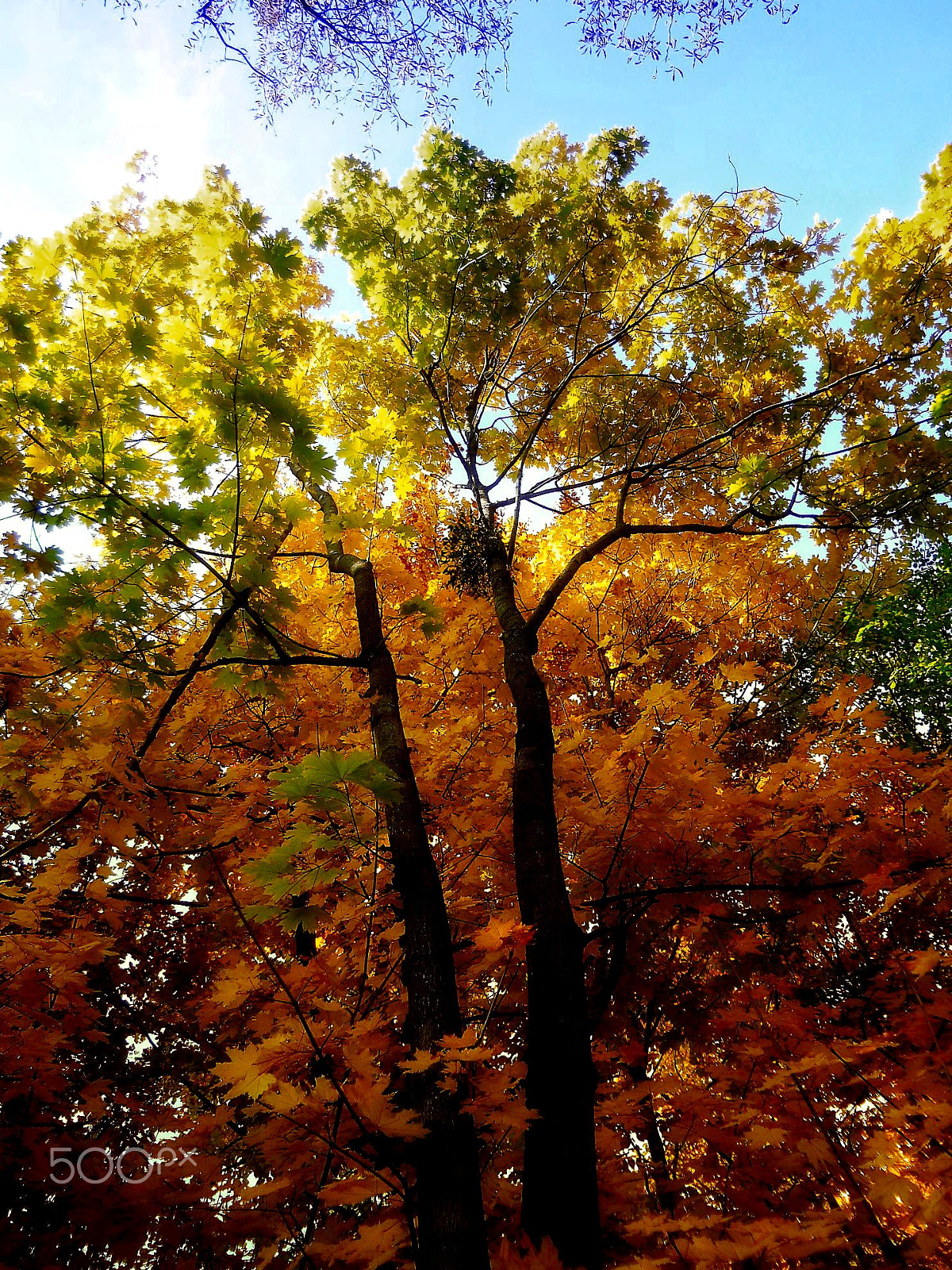 Nikon Coolpix L22 sample photo. Autumn photography