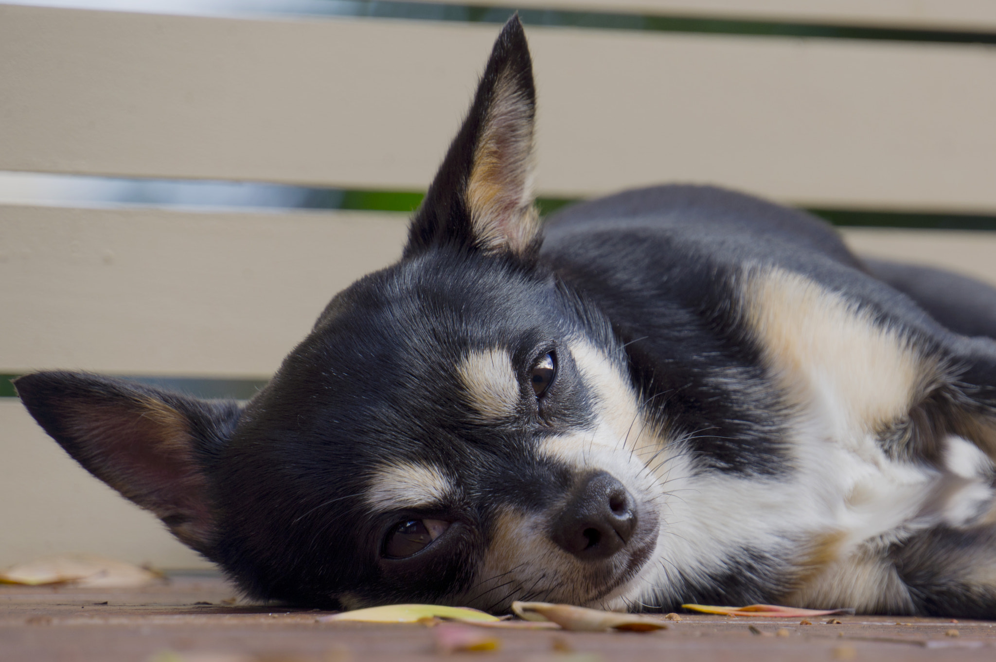 Sony E 18-200mm F3.5-6.3 OSS sample photo. Do not disturb photography