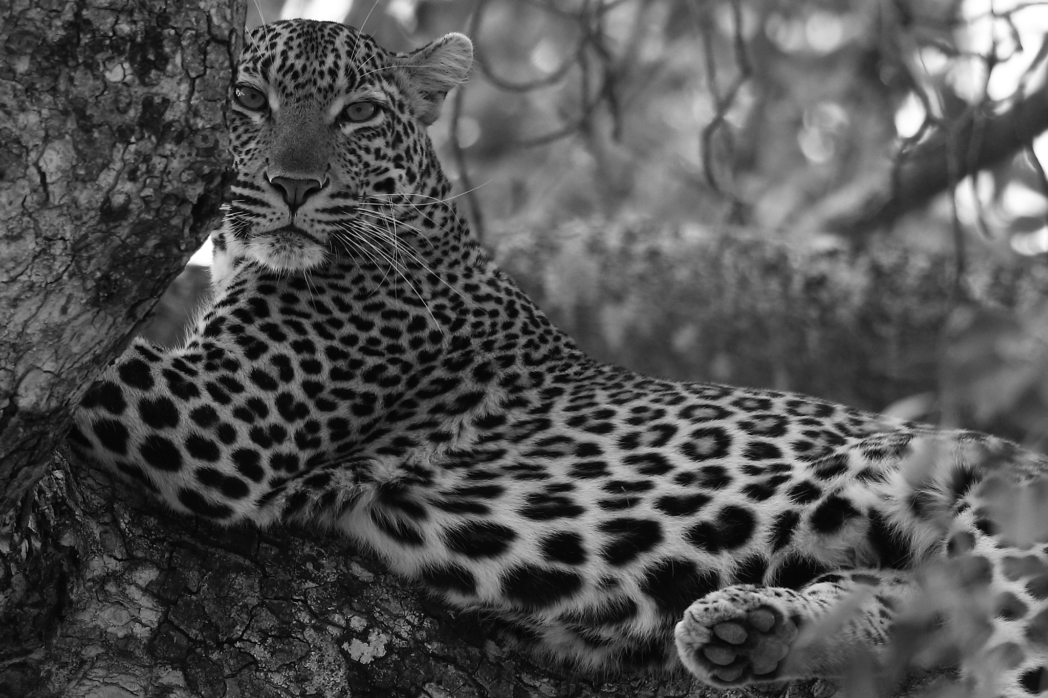 Canon EF 500mm F4L IS II USM sample photo. Leopard- kruger, south africa photography