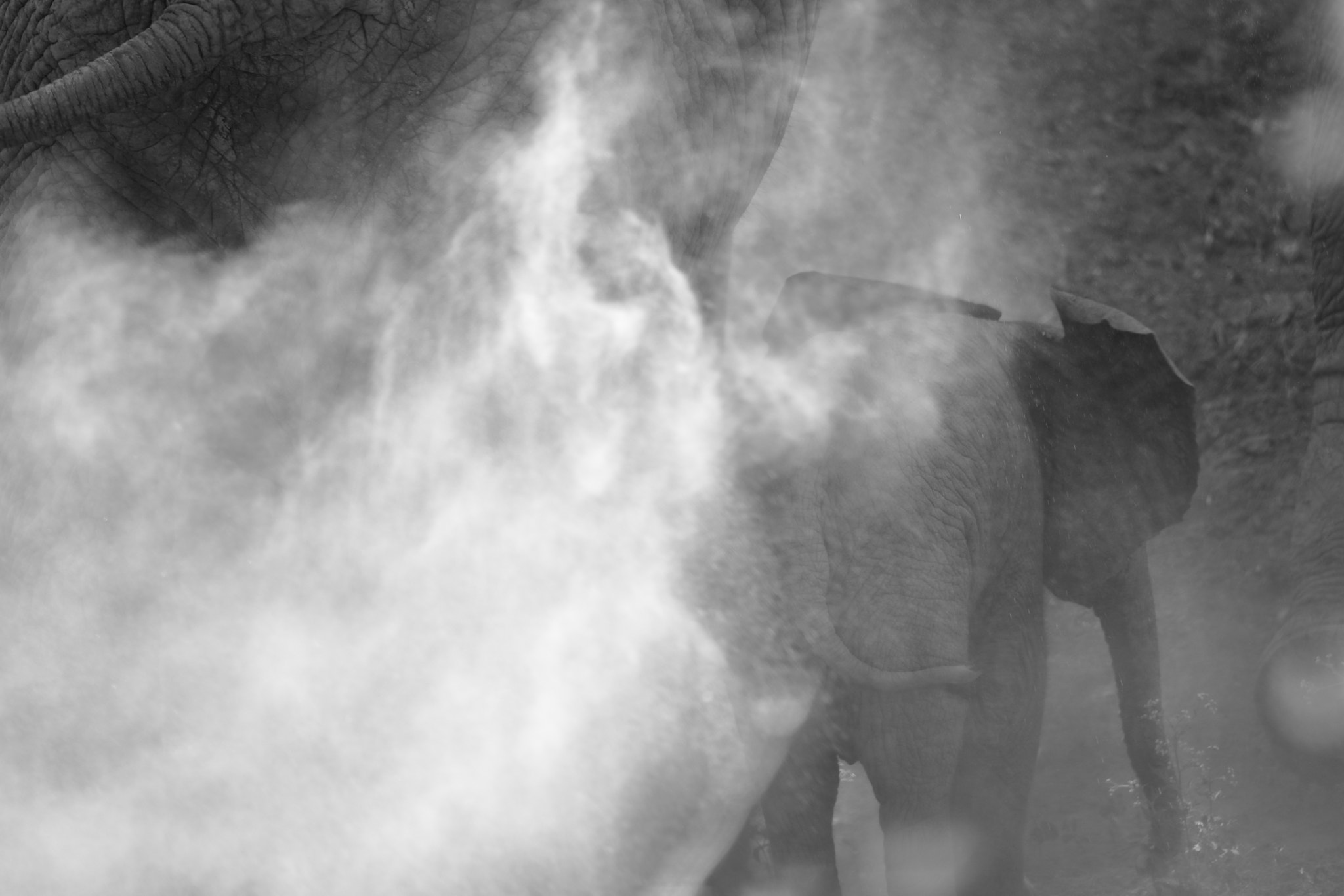 Canon EF 500mm F4L IS II USM sample photo. Elephant-kruger, south africa photography