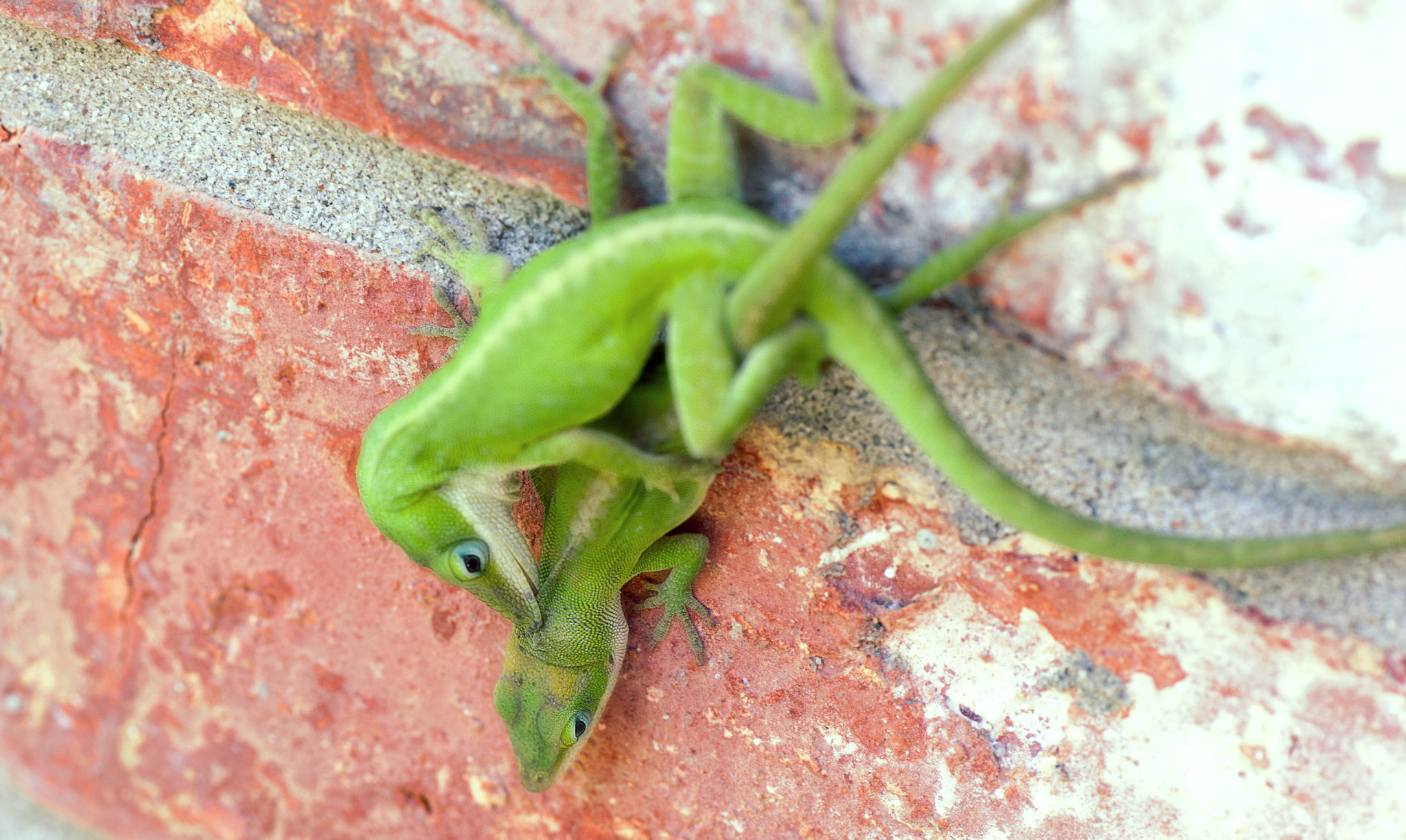 Sony Alpha DSLR-A900 + Tamron SP AF 90mm F2.8 Di Macro sample photo. Lizard porn photography