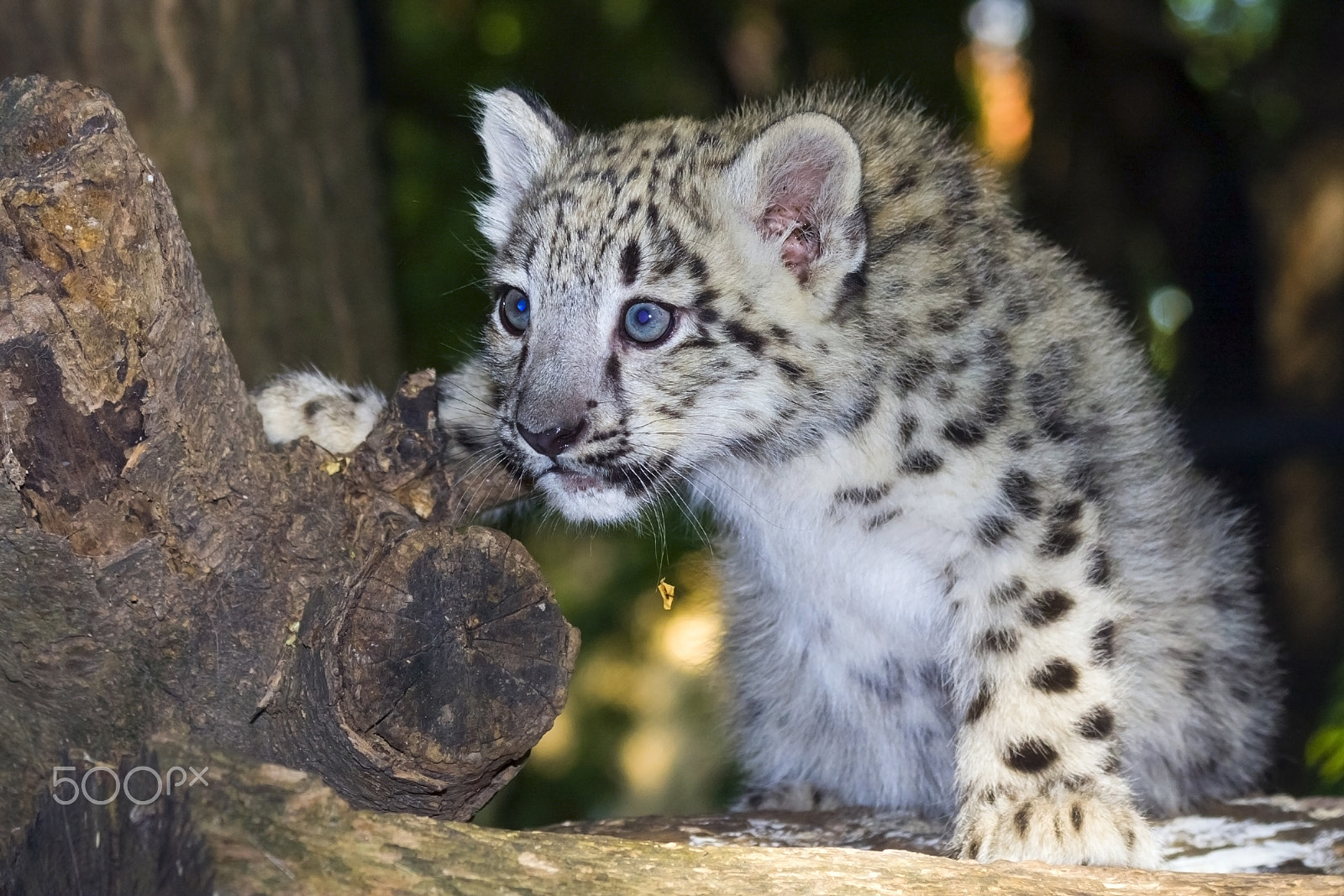 Canon EF 70-300mm F4-5.6 IS USM sample photo. Young predator photography