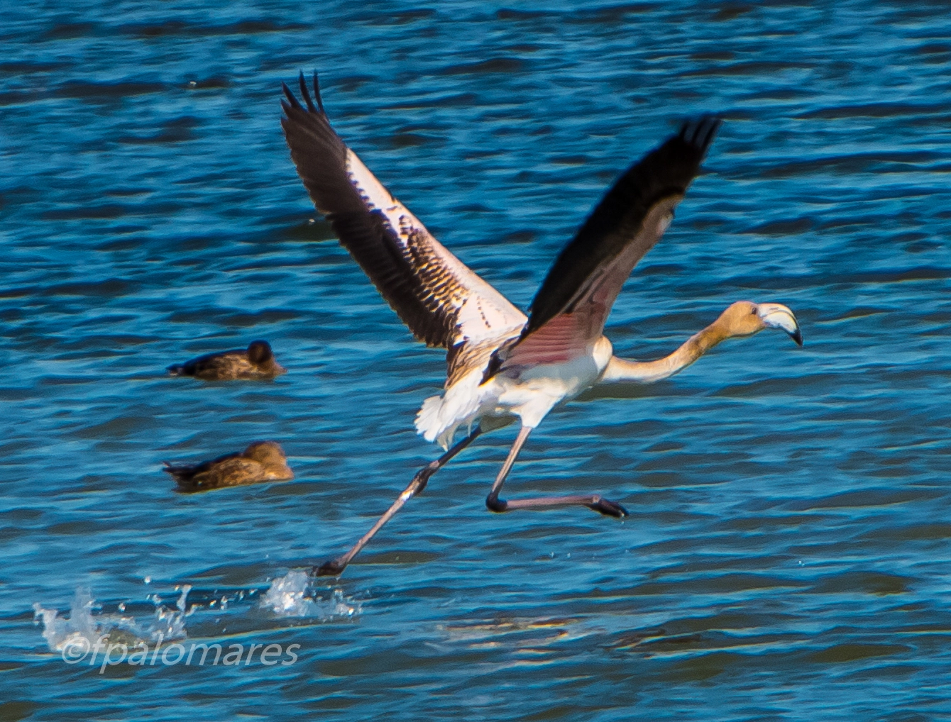 Canon EF 70-200mm F2.8L IS USM sample photo. Flameno en el delta de l'ebre photography