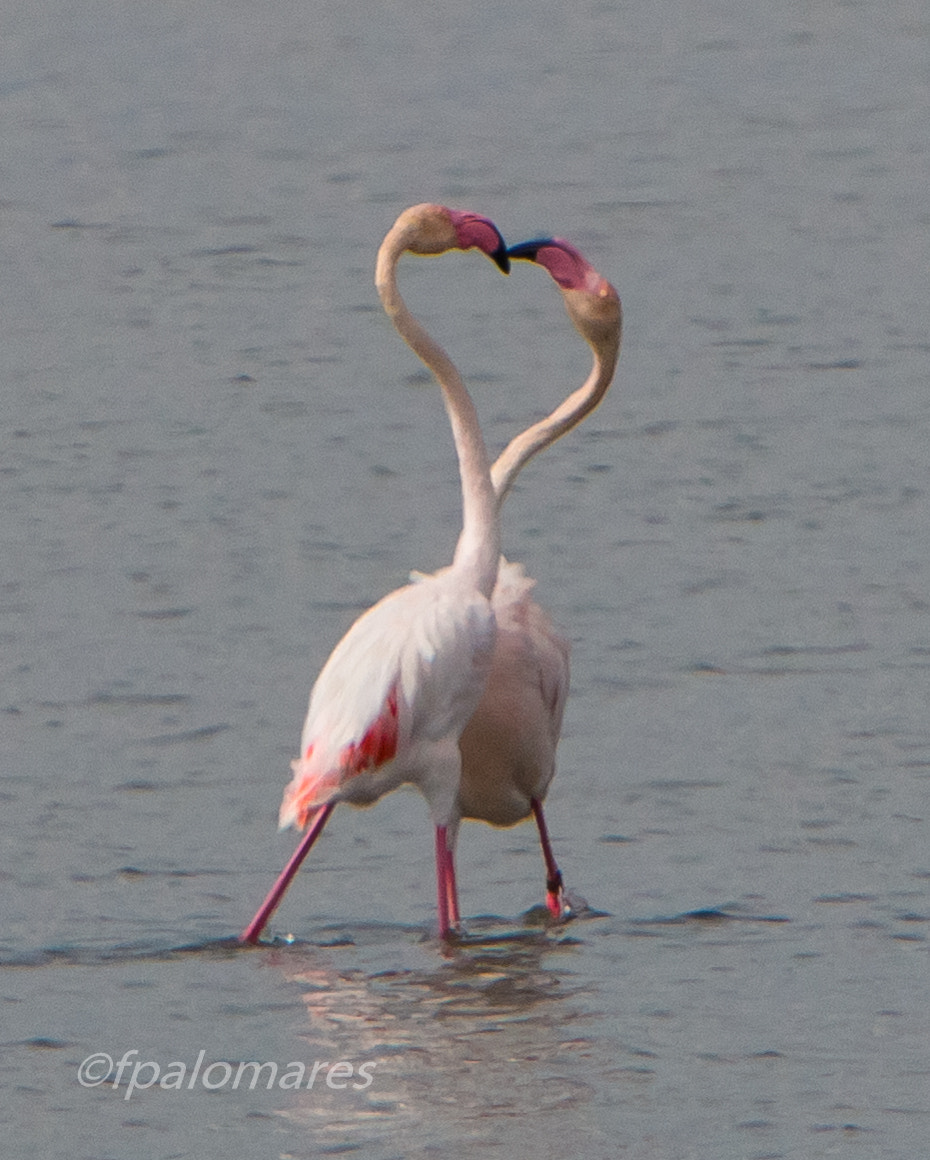 Canon EF 70-200mm F2.8L IS USM sample photo. Flamencos photography