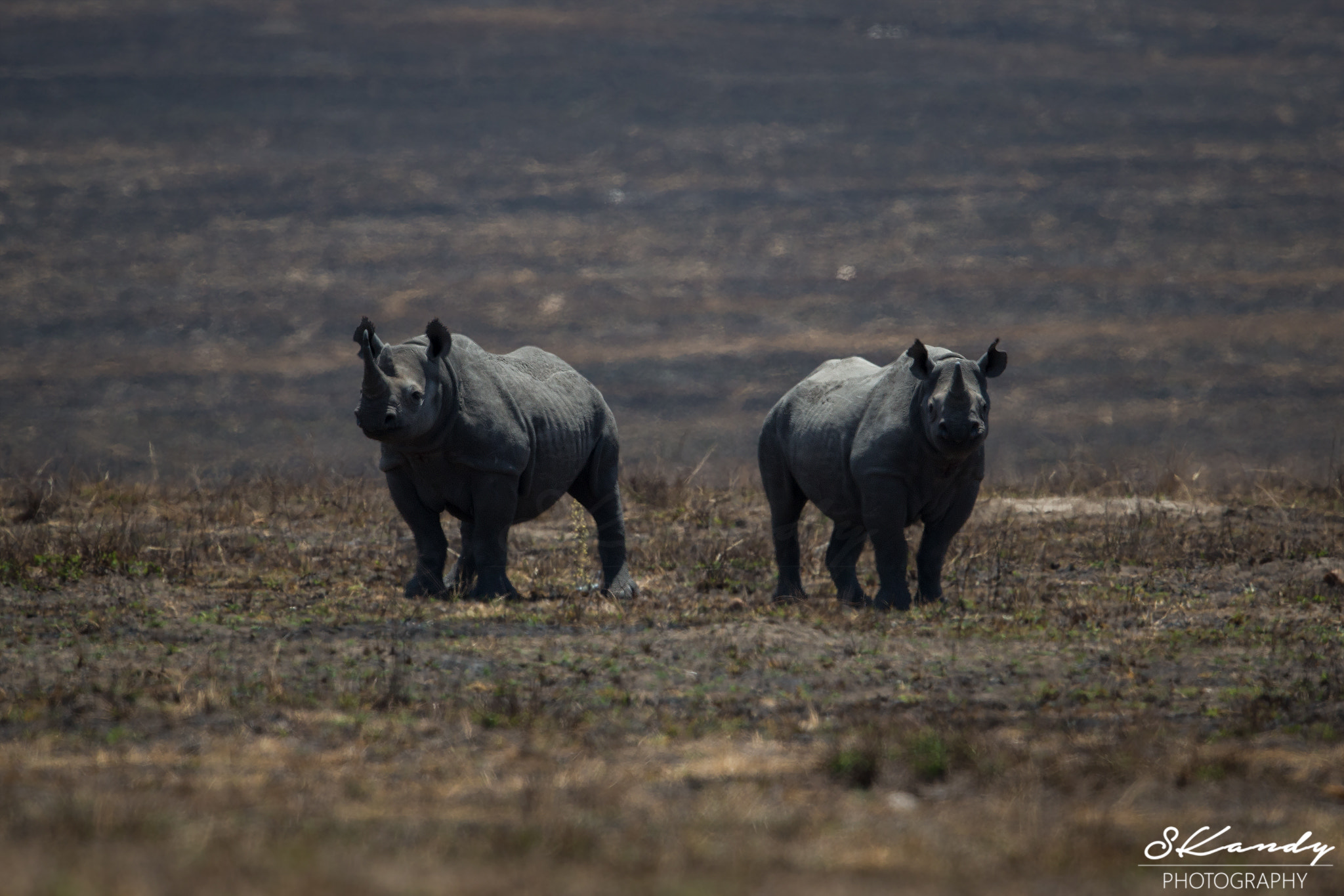 Canon EF 500mm F4L IS II USM sample photo. Pair of black photography