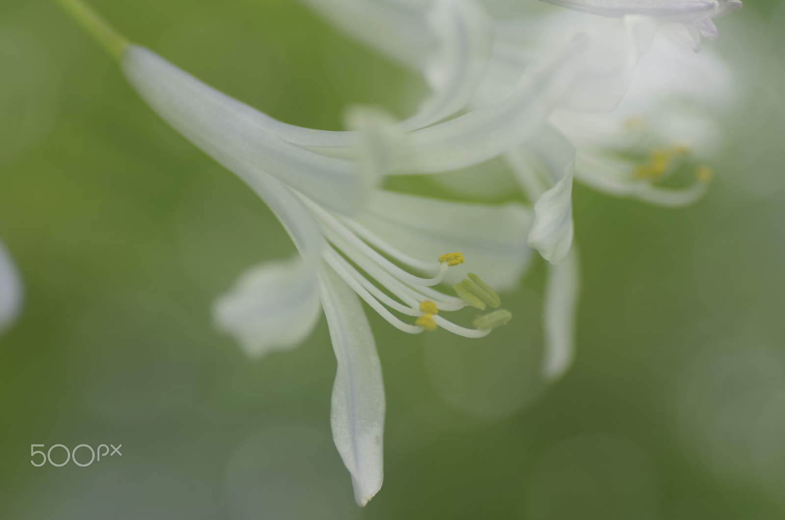 Pentax K-30 sample photo. Flower in green photography