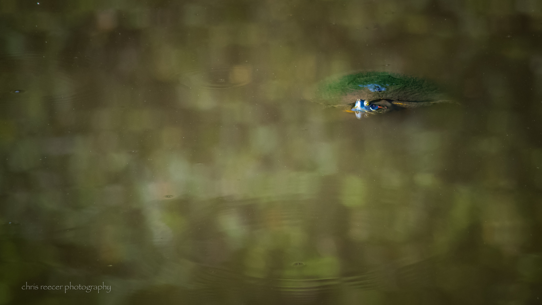 Nikon D500 sample photo. Peeking photography