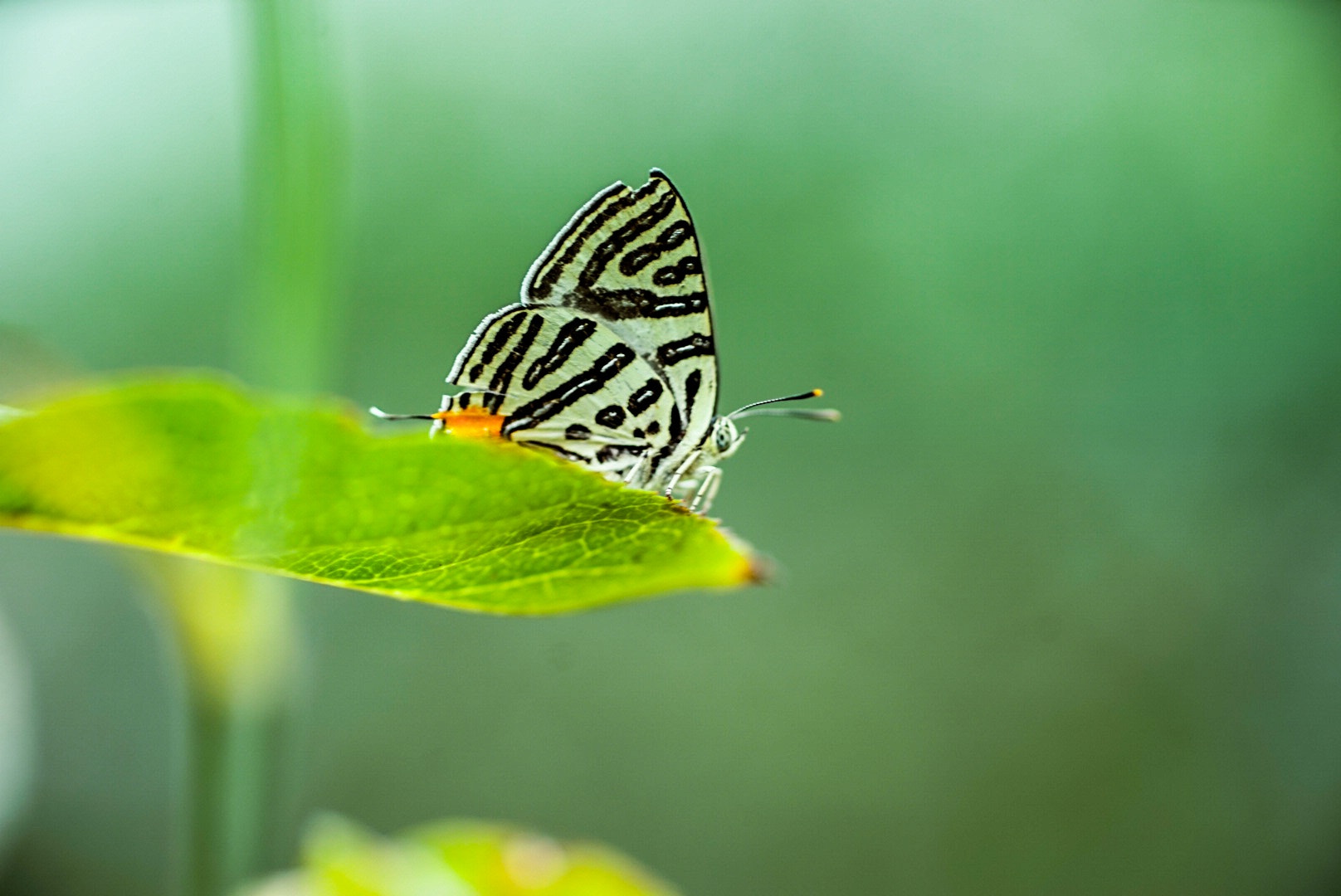 Sony a7 + Tamron SP AF 90mm F2.8 Di Macro sample photo. 秋蝶，一只原本在花丛中翩翩起舞的蝴蝶，在受到惊扰后就落在左侧的秋叶上，故此… photography