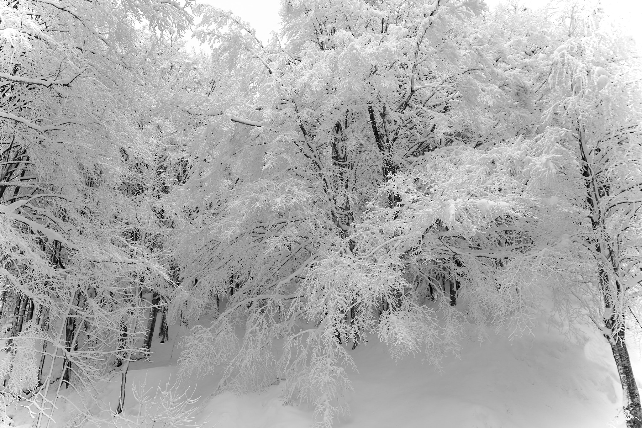 Sigma 17-70mm F2.8-4 DC Macro OS HSM sample photo. Bianca è la neve!!! photography