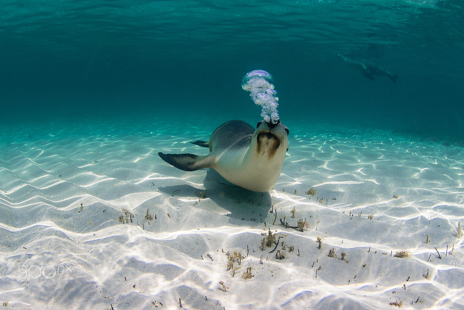 Nikon D200 + Sigma 10mm F2.8 EX DC HSM Diagonal Fisheye sample photo. Australian sea lion at green head photography