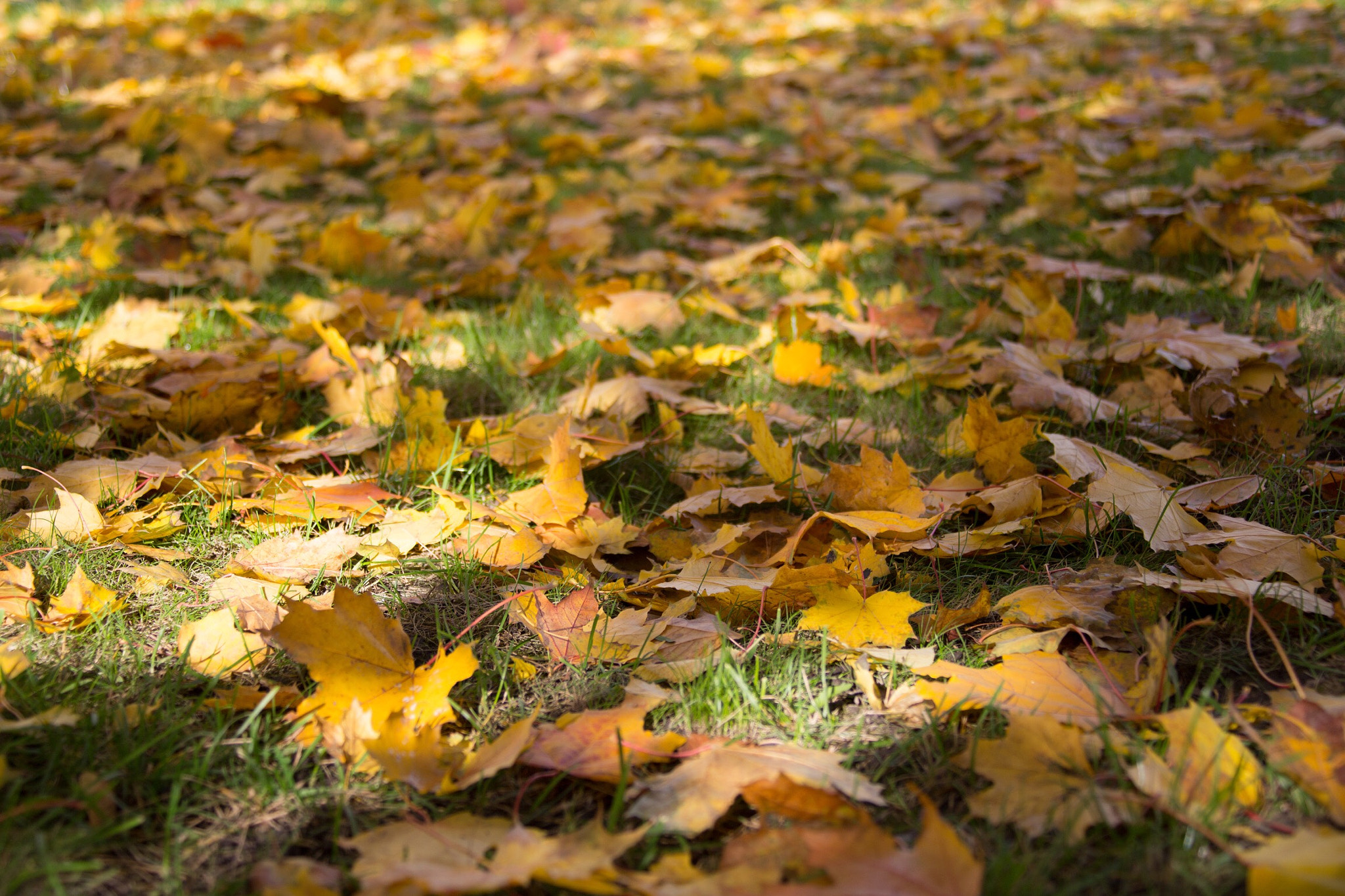 Canon EF 28-300mm F3.5-5.6L IS USM sample photo. Gold leaves photography