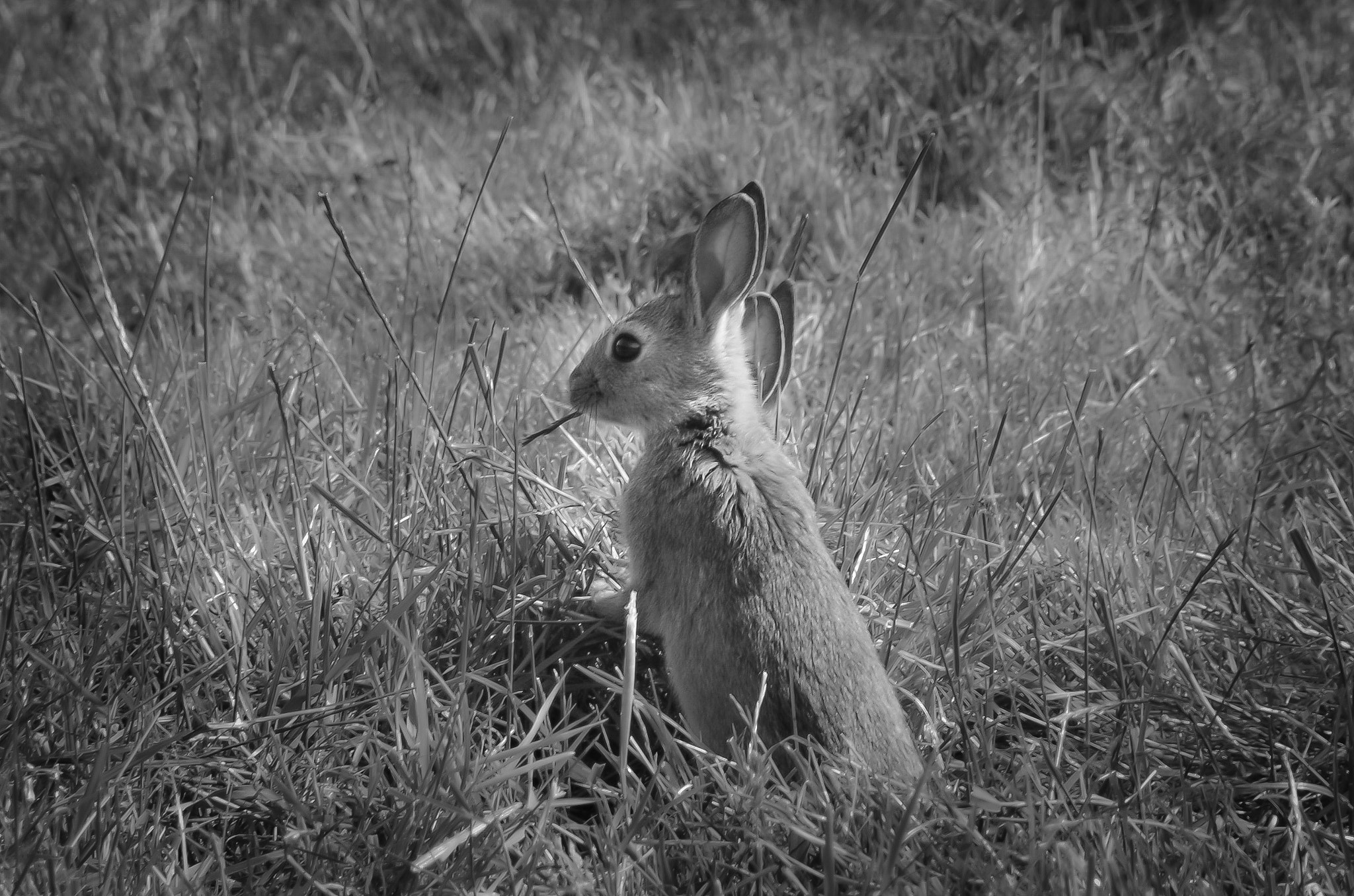 Pentax K-30 sample photo. Listening... photography