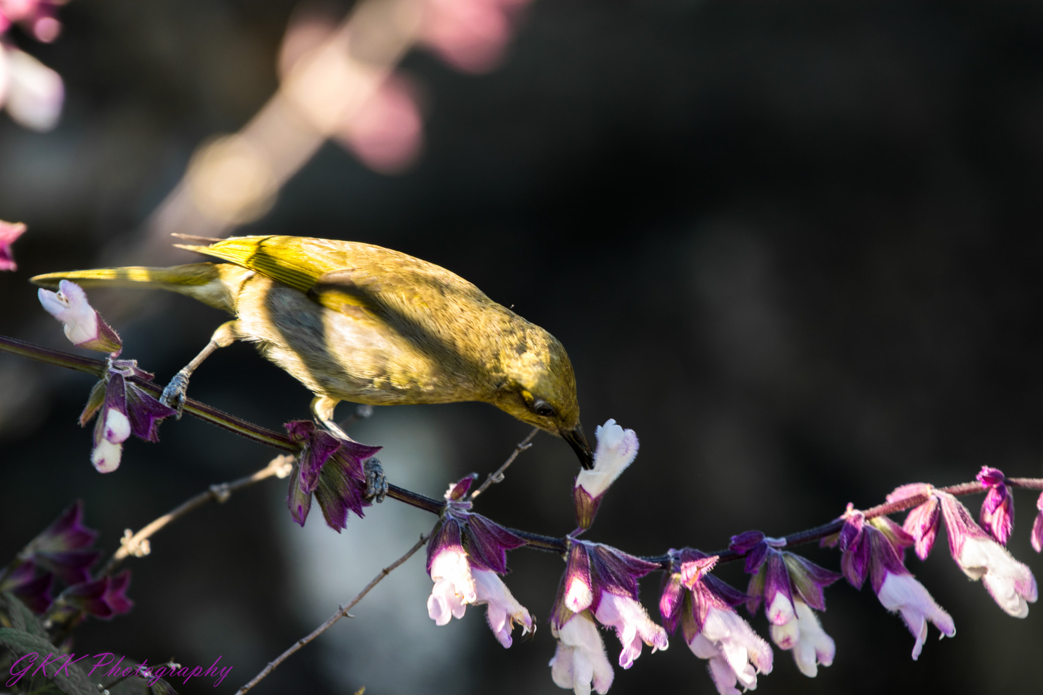 Nikon AF-S Nikkor 200-500mm F5.6E ED VR sample photo. Bird drinking from a flower photography