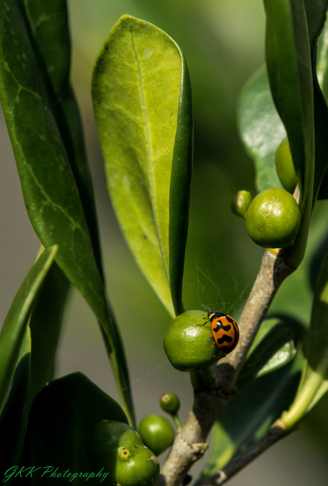 Nikon D5300 sample photo. Ladybug on a fruit photography