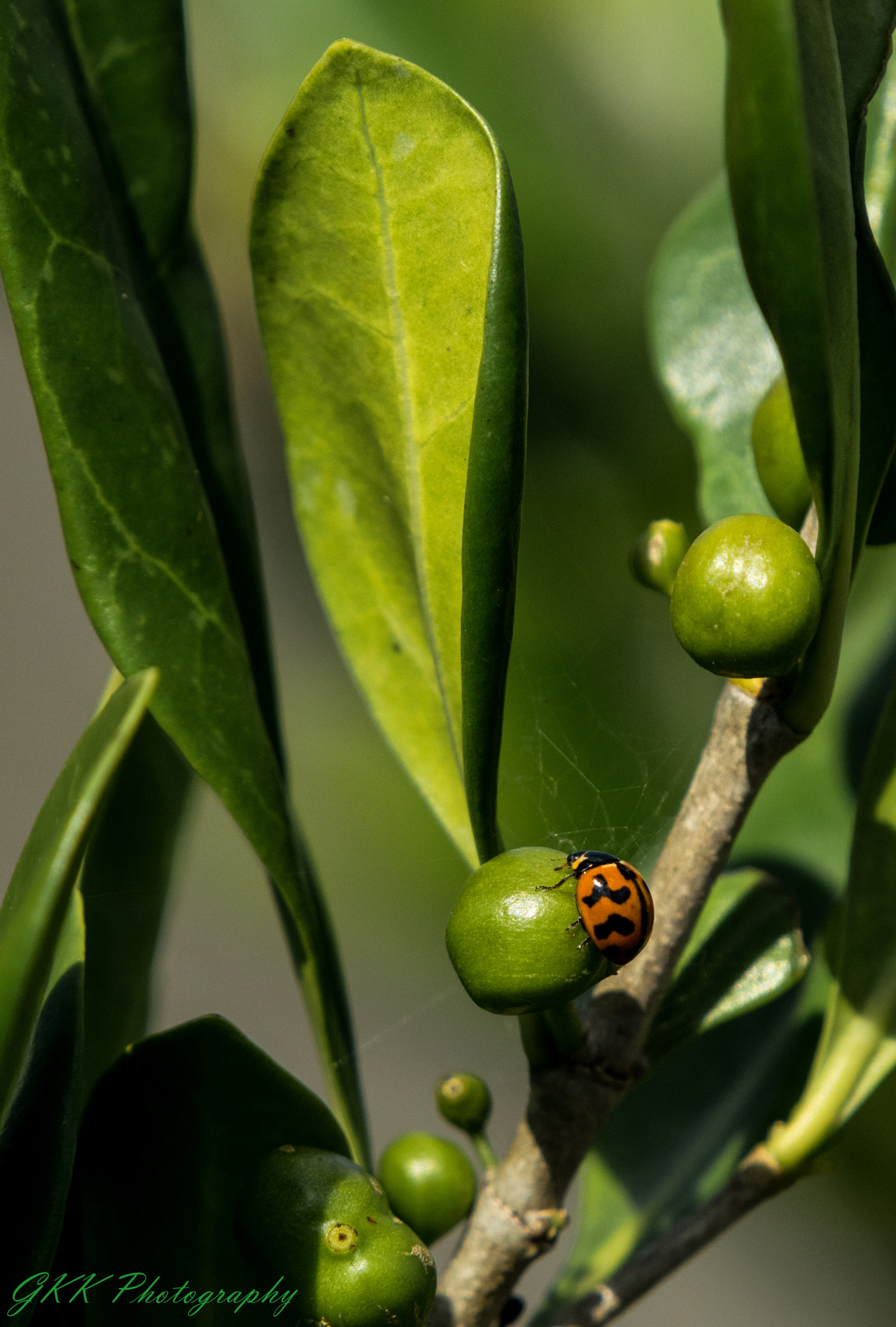Nikon AF-S Nikkor 200-500mm F5.6E ED VR sample photo. Ladybug on a fruit photography