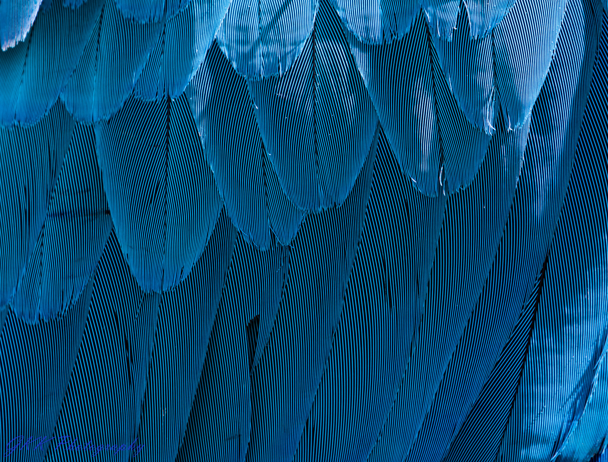 Nikon D5300 sample photo. Macaw feathers photography