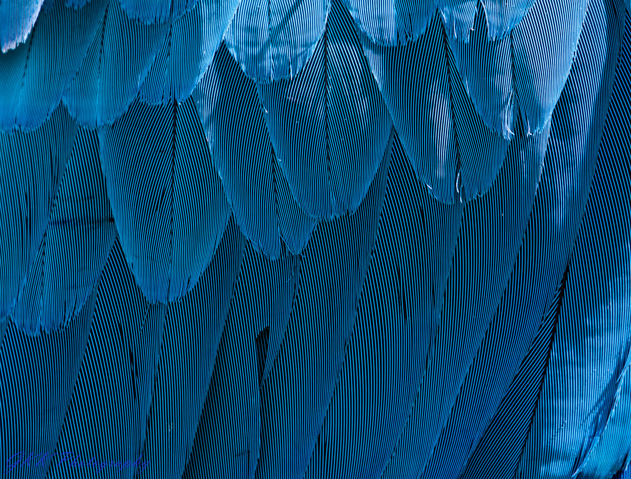 Nikon AF-S Nikkor 200-500mm F5.6E ED VR sample photo. Macaw feathers photography