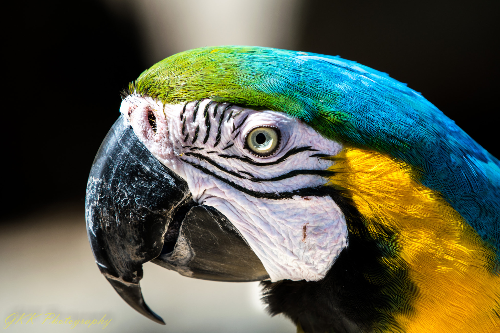 Nikon AF-S Nikkor 200-500mm F5.6E ED VR sample photo. Macaw profile photography