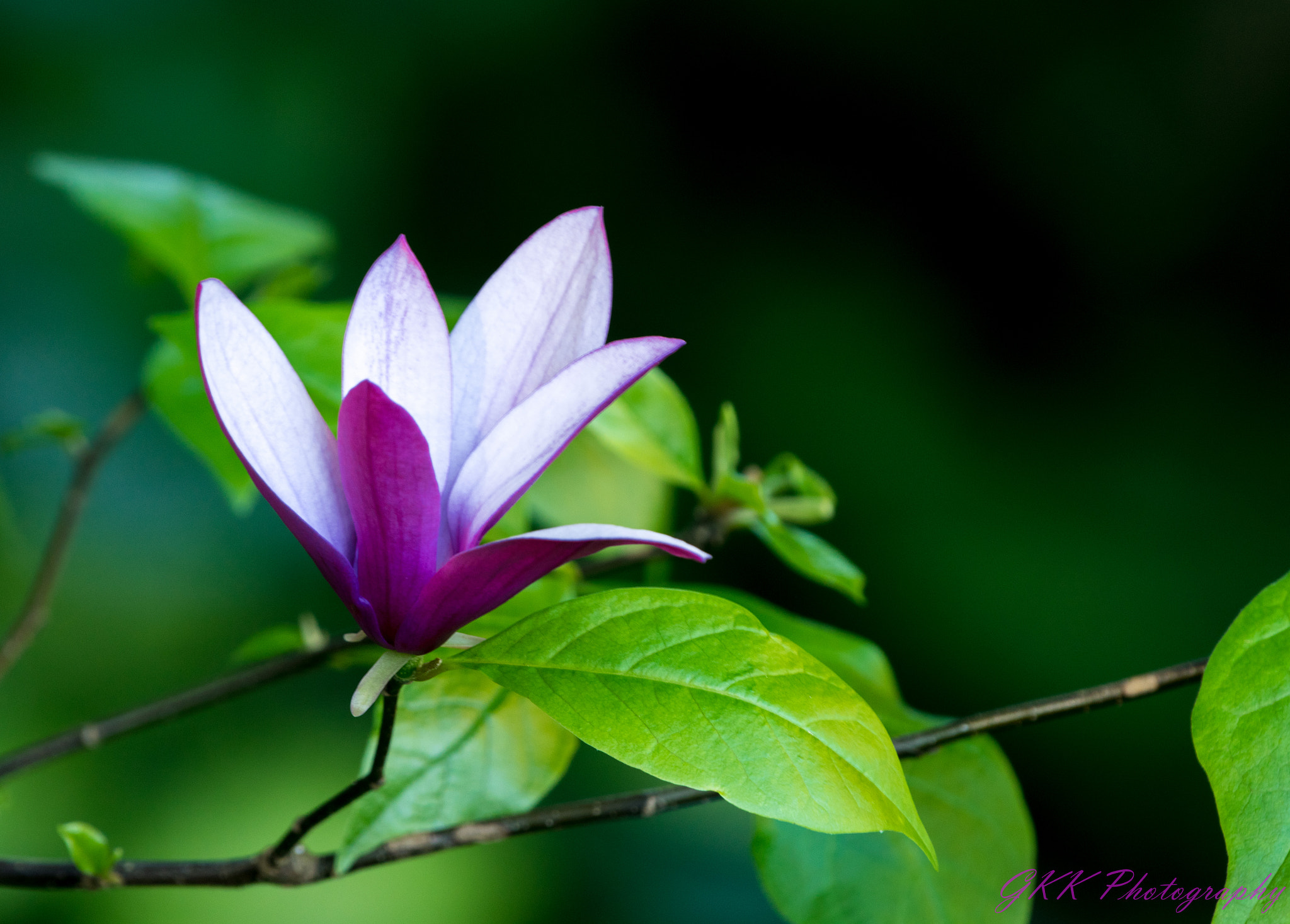 Nikon AF-S Nikkor 200-500mm F5.6E ED VR sample photo. Purple and green photography