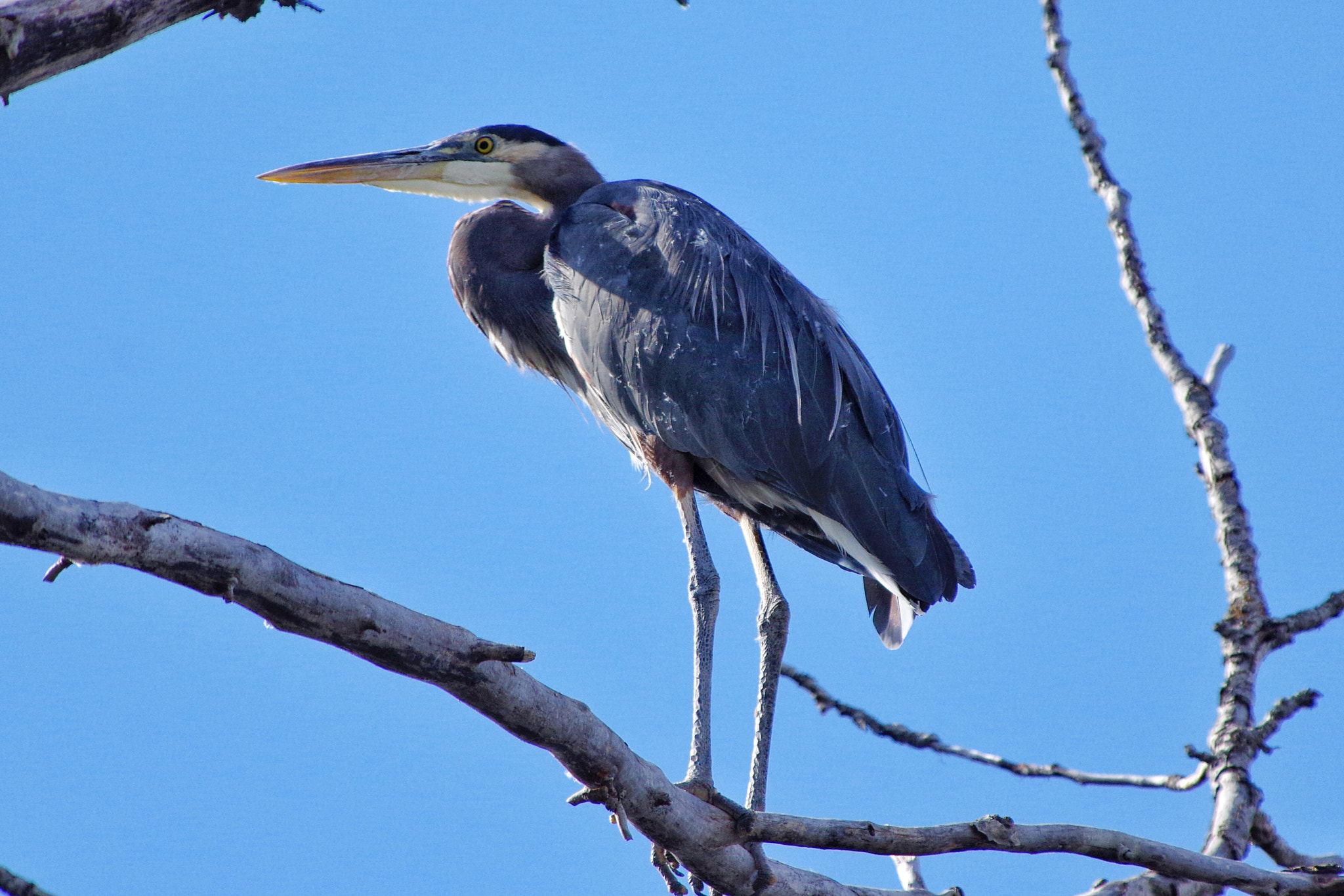 Pentax smc DA* 300mm F4.0 ED (IF) SDM sample photo