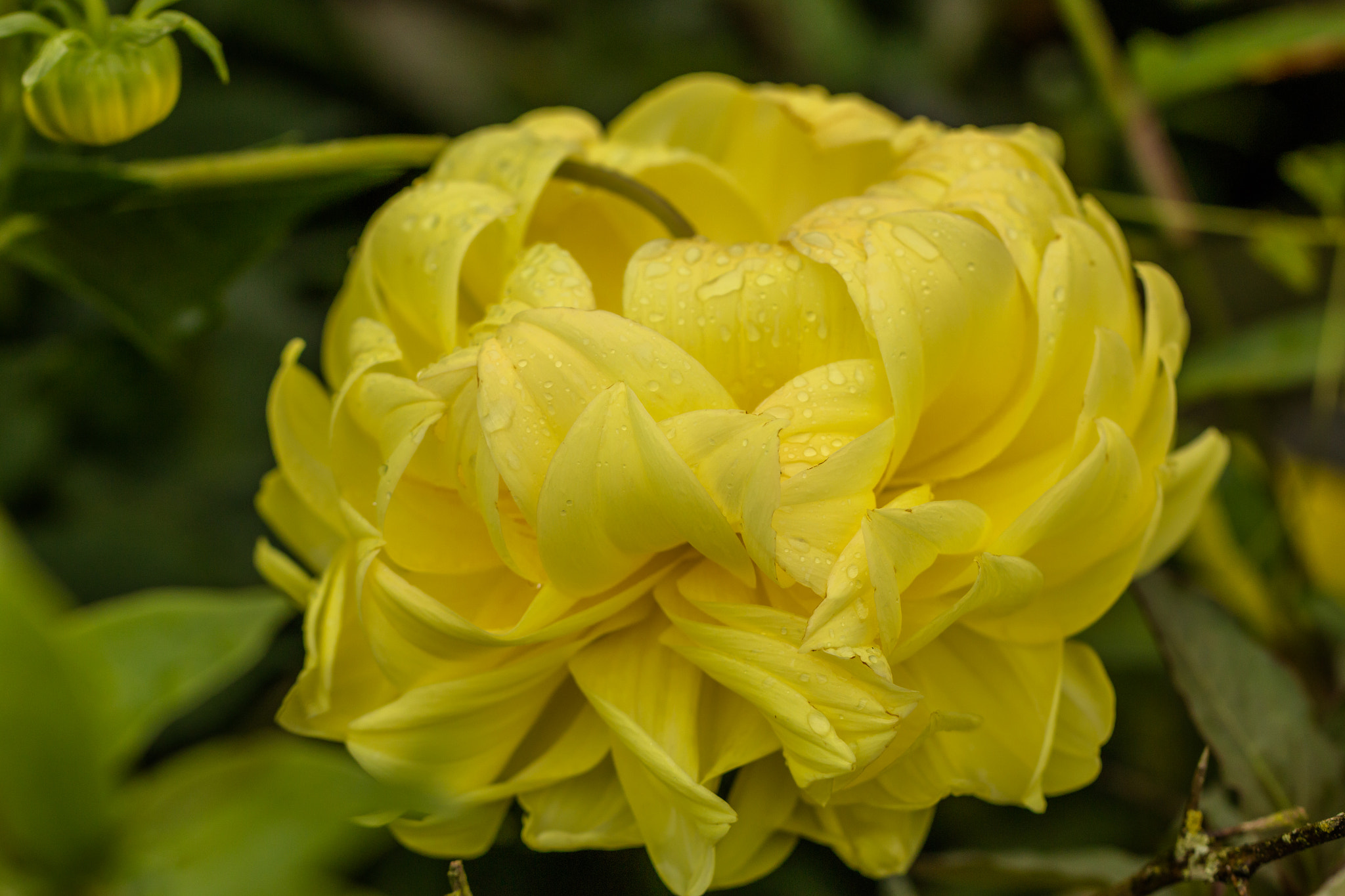 Canon EOS 70D + Canon EF 100mm F2.8L Macro IS USM sample photo. Camadas photography