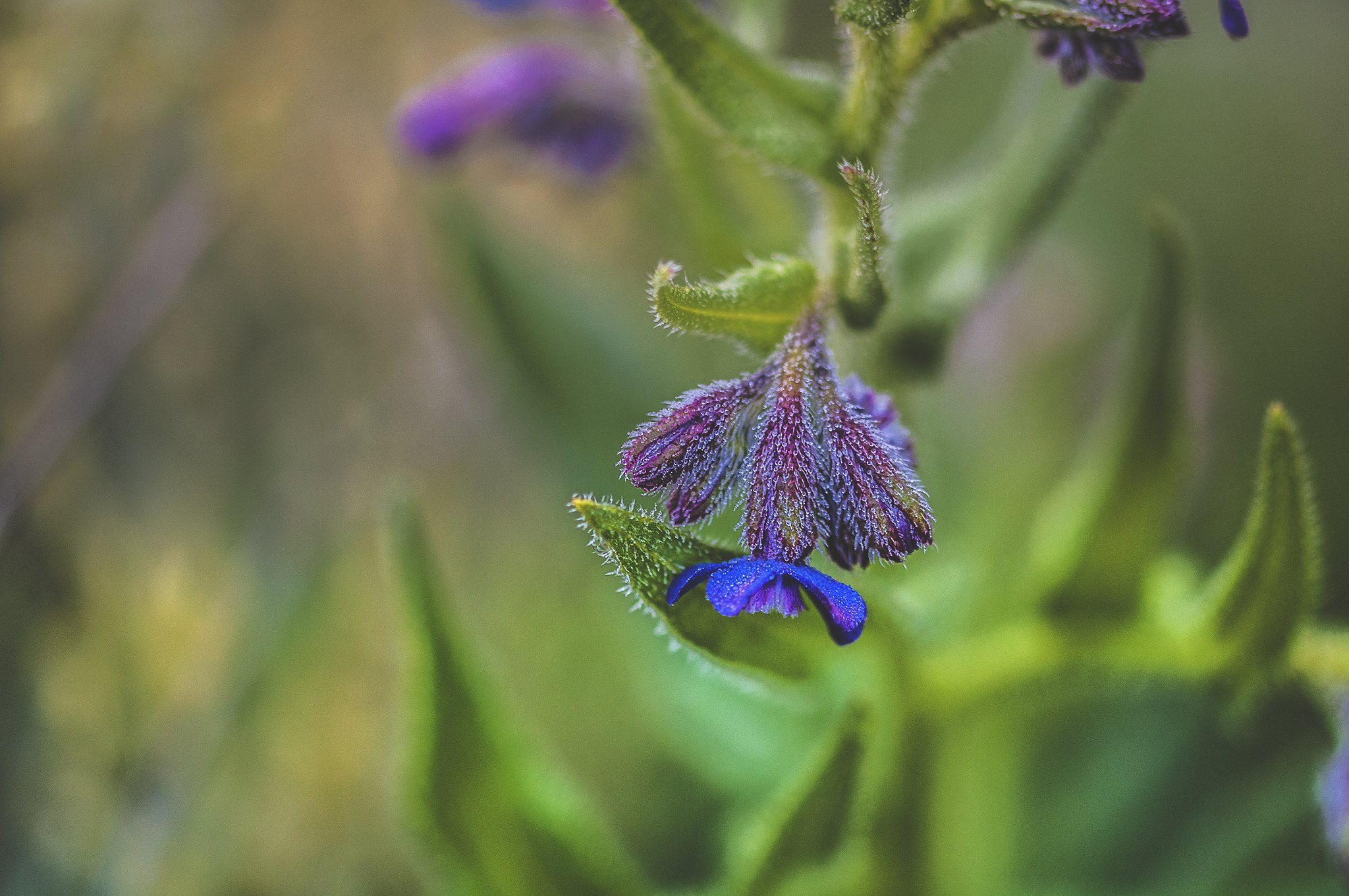 Sigma 105mm F2.8 EX DG OS HSM sample photo. Ver0011 photography