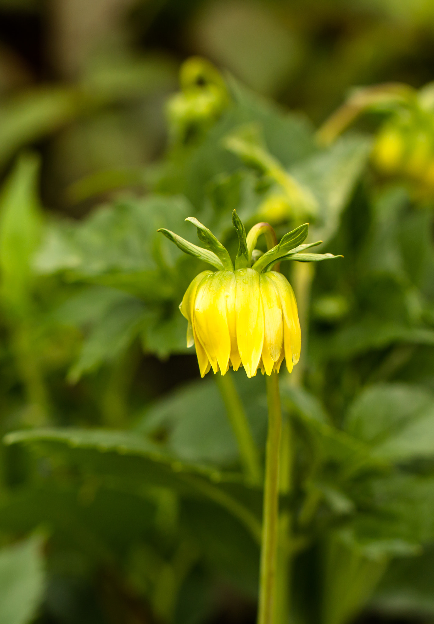 Canon EOS 70D + Canon EF 100mm F2.8L Macro IS USM sample photo. Timida photography