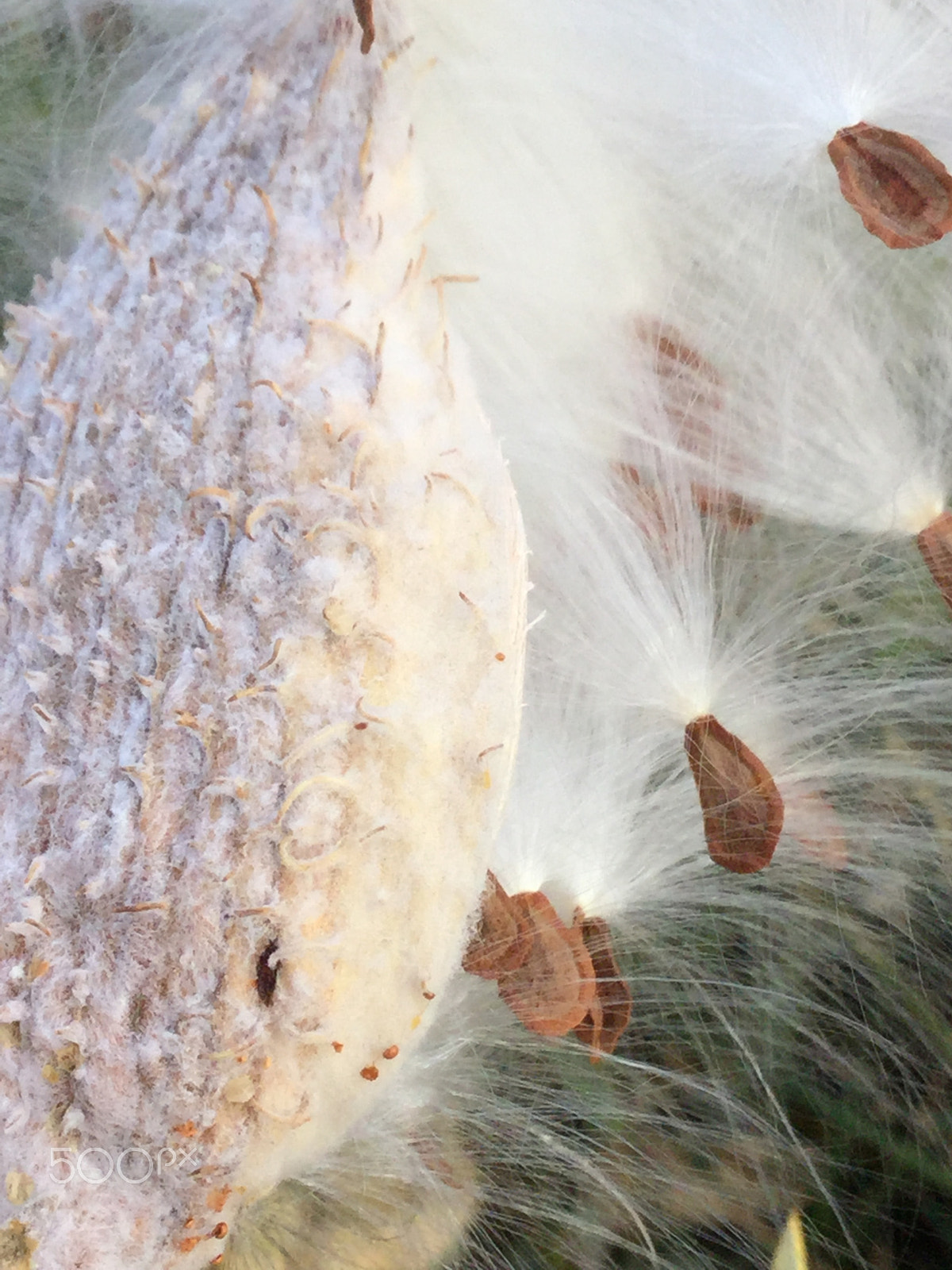 Apple iPad5,3 sample photo. Fluffy pod photography