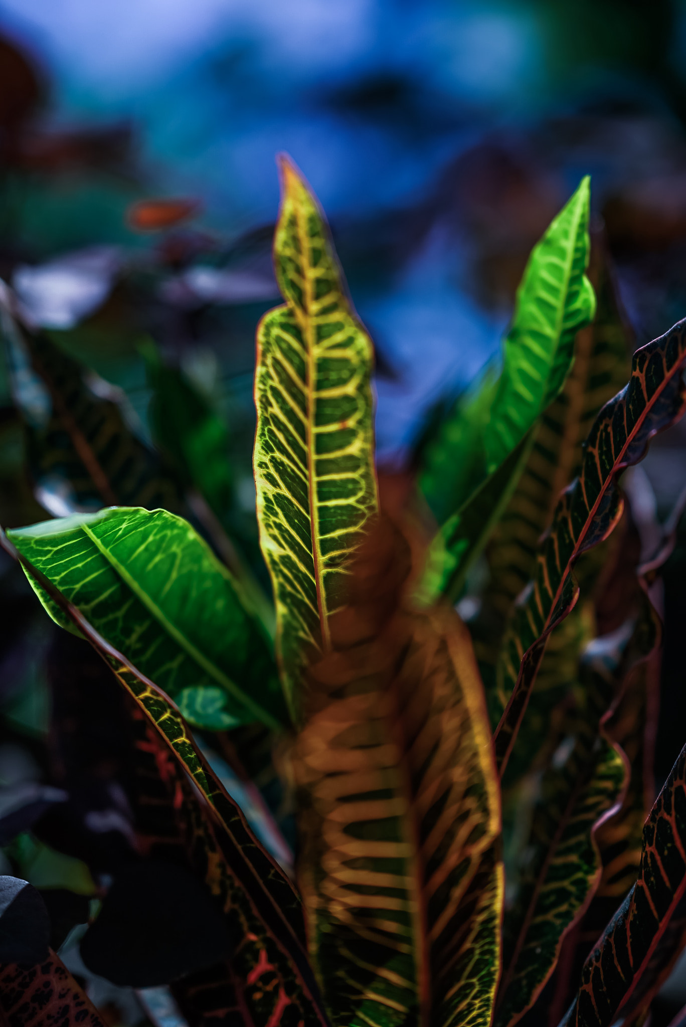 Sony FE 85mm F1.4 GM sample photo. Many colors photography