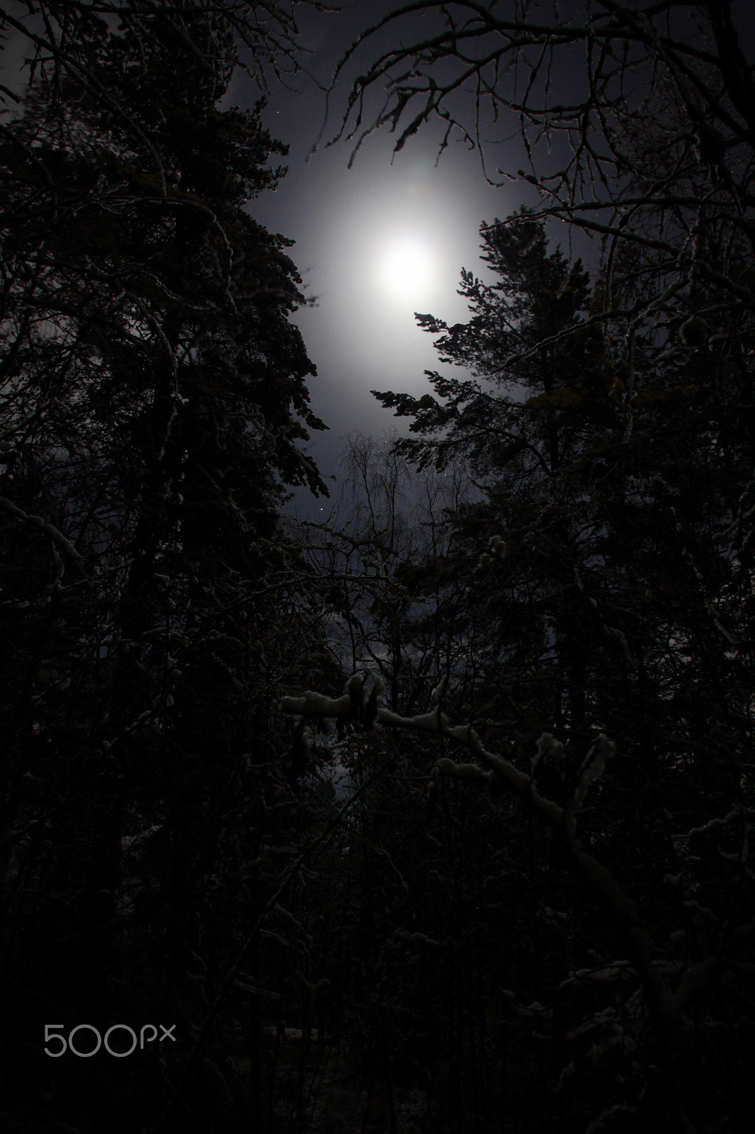 Canon EOS 550D (EOS Rebel T2i / EOS Kiss X4) sample photo. Late night in the forest photography