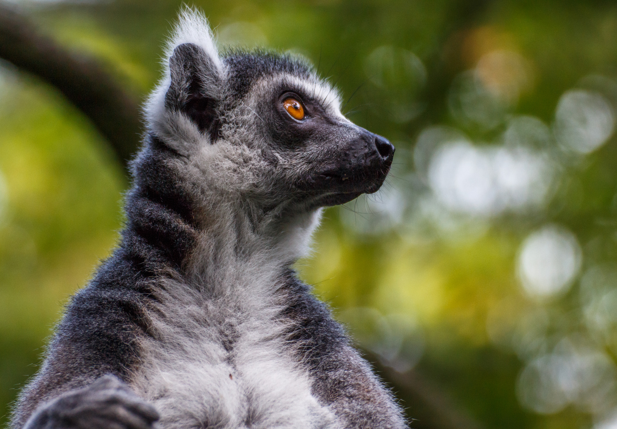 Tamron SP 35mm F1.8 Di VC USD sample photo. Lemur photography