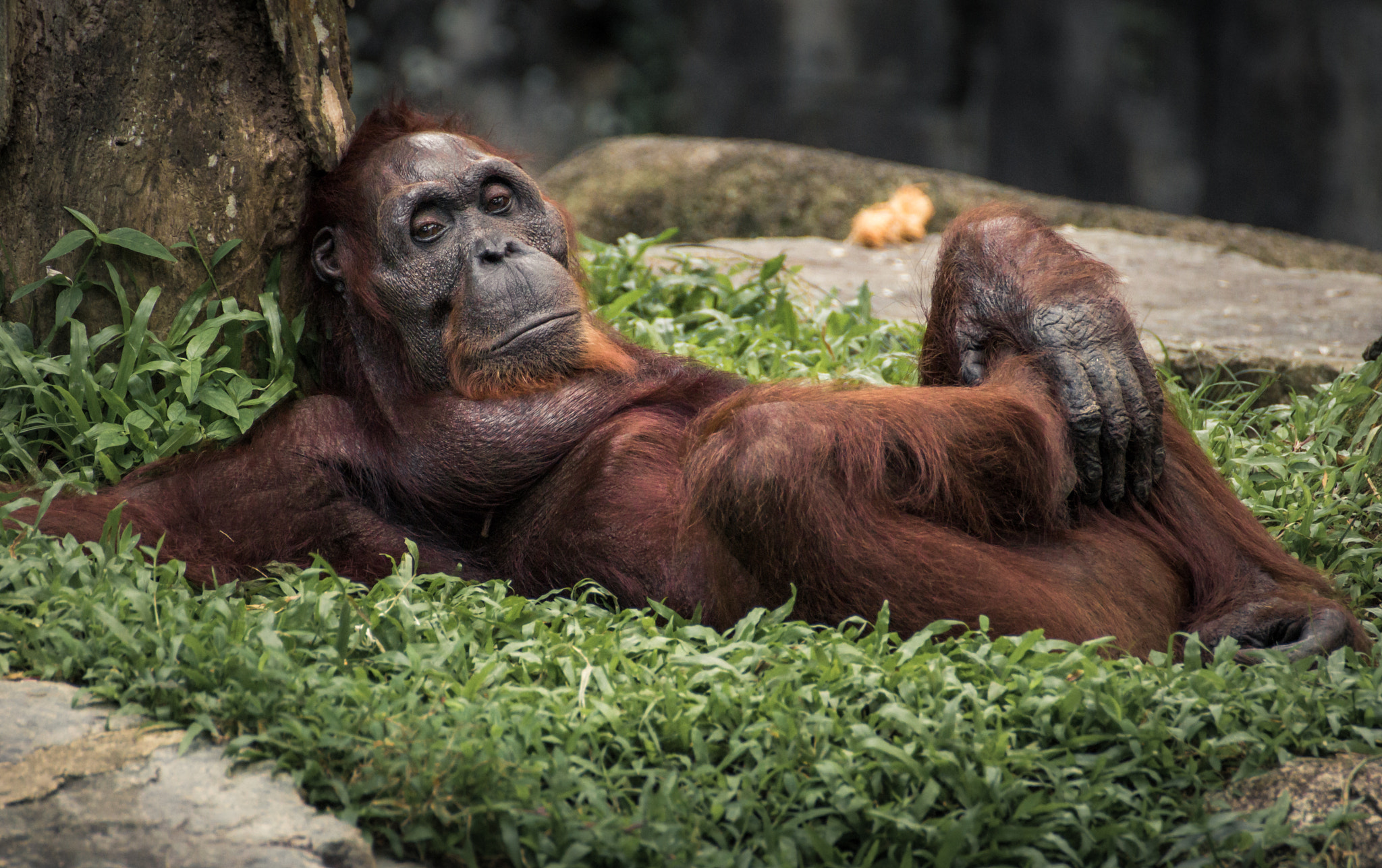 Tamron SP 35mm F1.8 Di VC USD sample photo. Orang-utan photography
