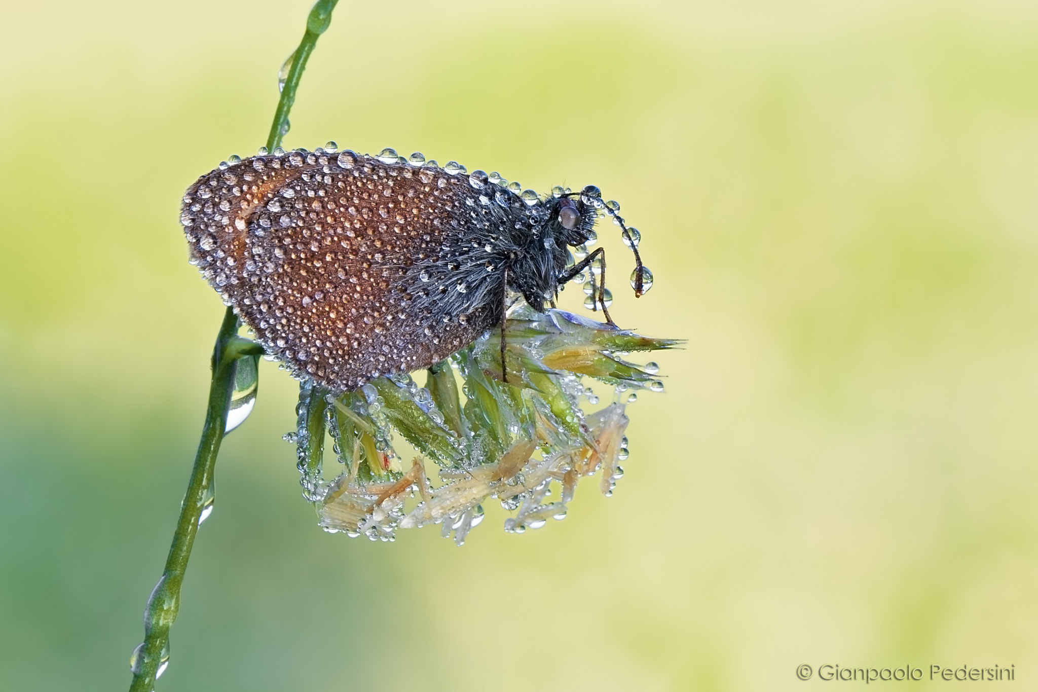 Canon EF 100mm F2.8L Macro IS USM sample photo. Coenonympha pamphilus photography