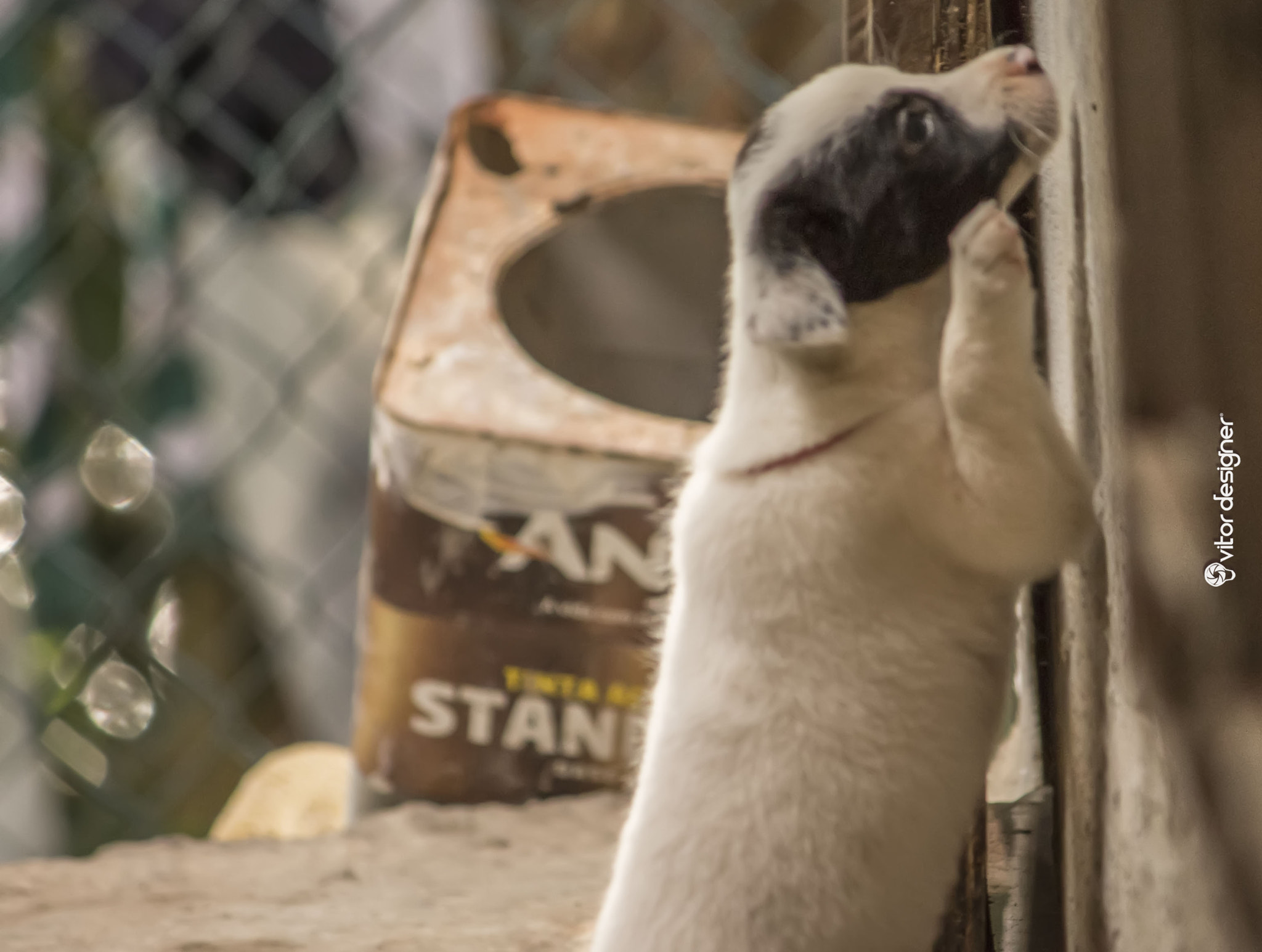 Canon EF-S 55-250mm F4-5.6 IS sample photo. Baby dog photography