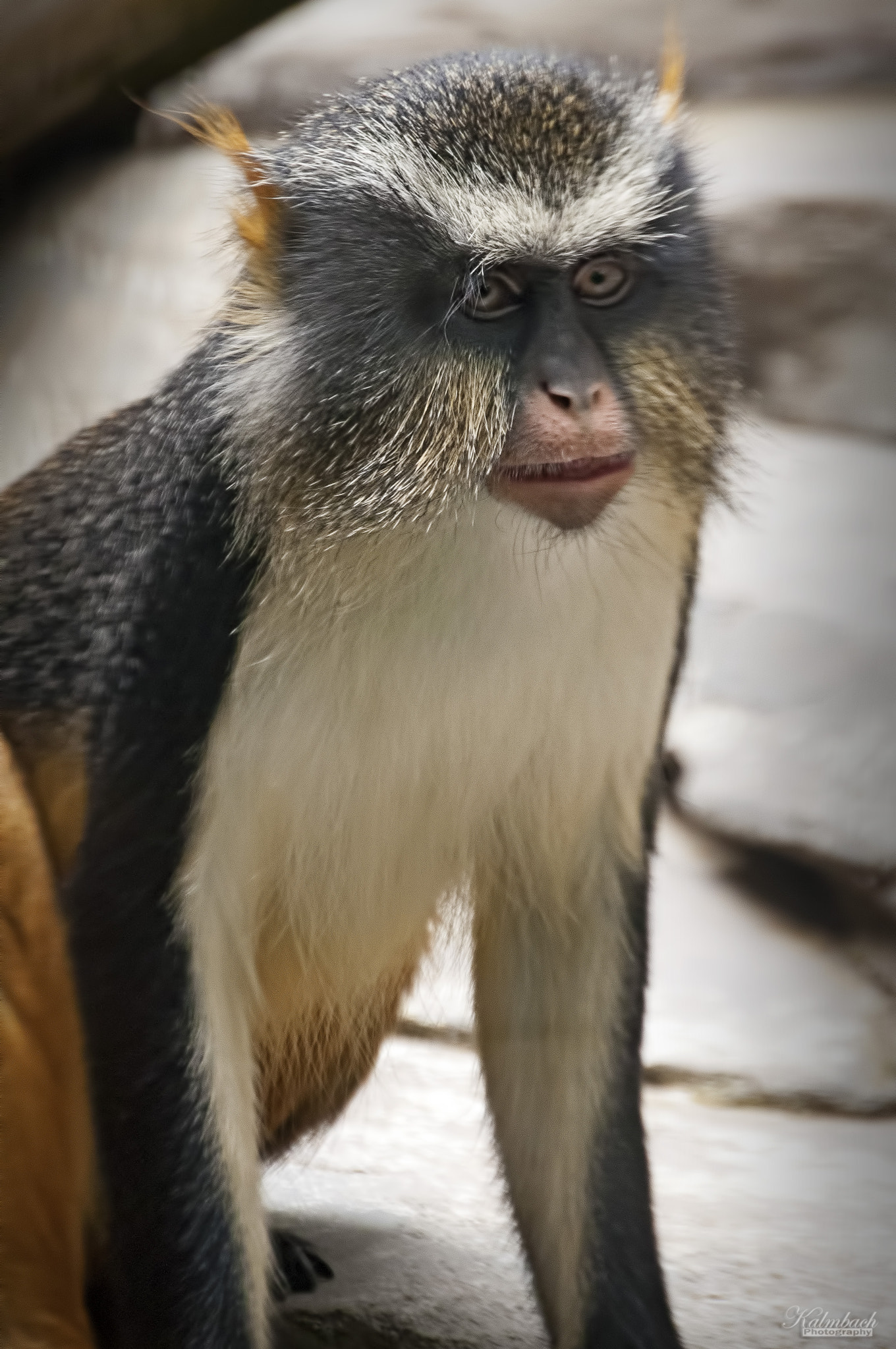 Nikon D300 sample photo. Monkey photography