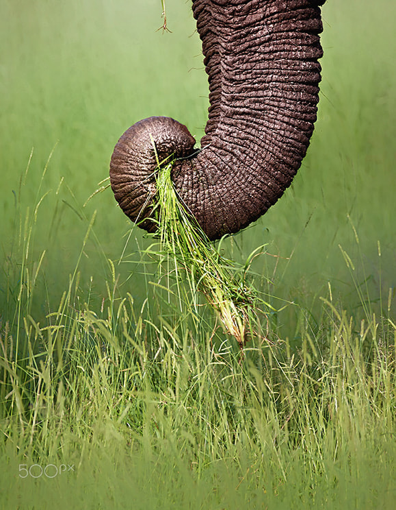 Canon EF 600mm F4L IS USM sample photo. Elephant trunk pulling grass photography