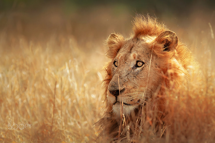 Canon EOS 7D + Canon EF 300mm F2.8L IS USM sample photo. Lion in grassland photography