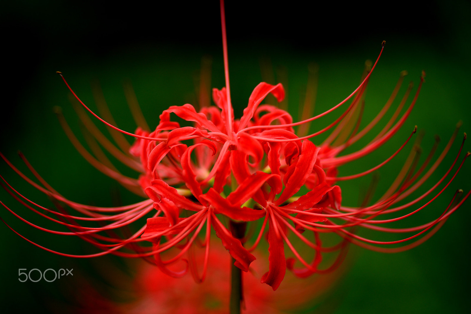 Nikon D600 sample photo. Cluster amaryllis photography