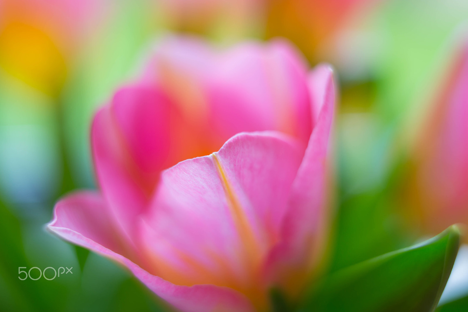 Nikon D610 + Nikon AF-S Nikkor 35mm F1.4G sample photo. Pink tulip with a creamy background photography