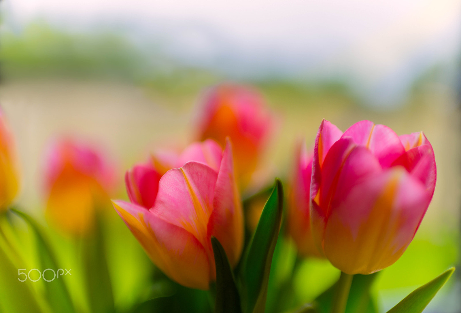 Nikon D610 + Nikon AF-S Nikkor 35mm F1.4G sample photo. Pink tulips photography