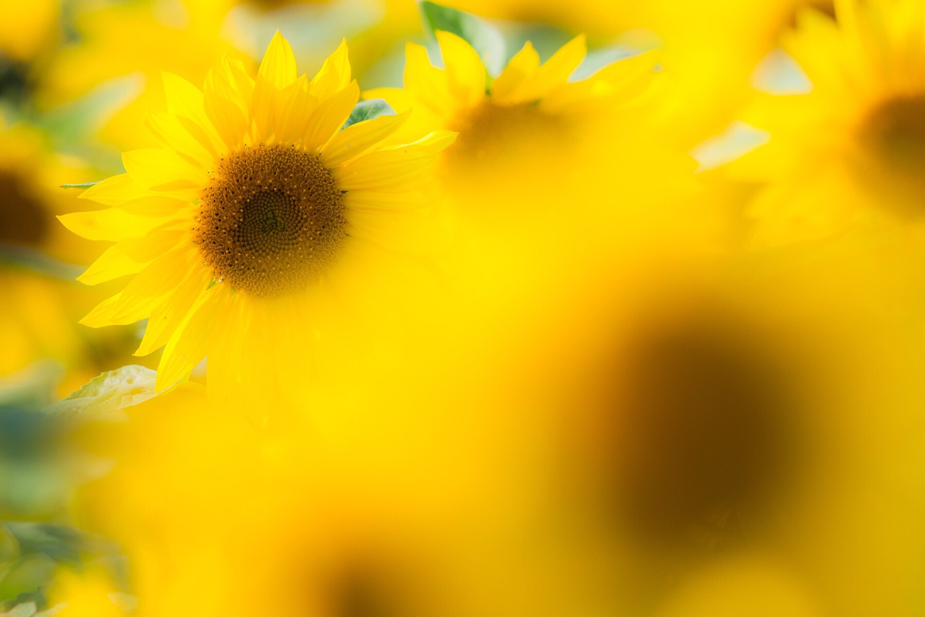 Canon EF 400mm F2.8L IS USM sample photo. Sunflower photography