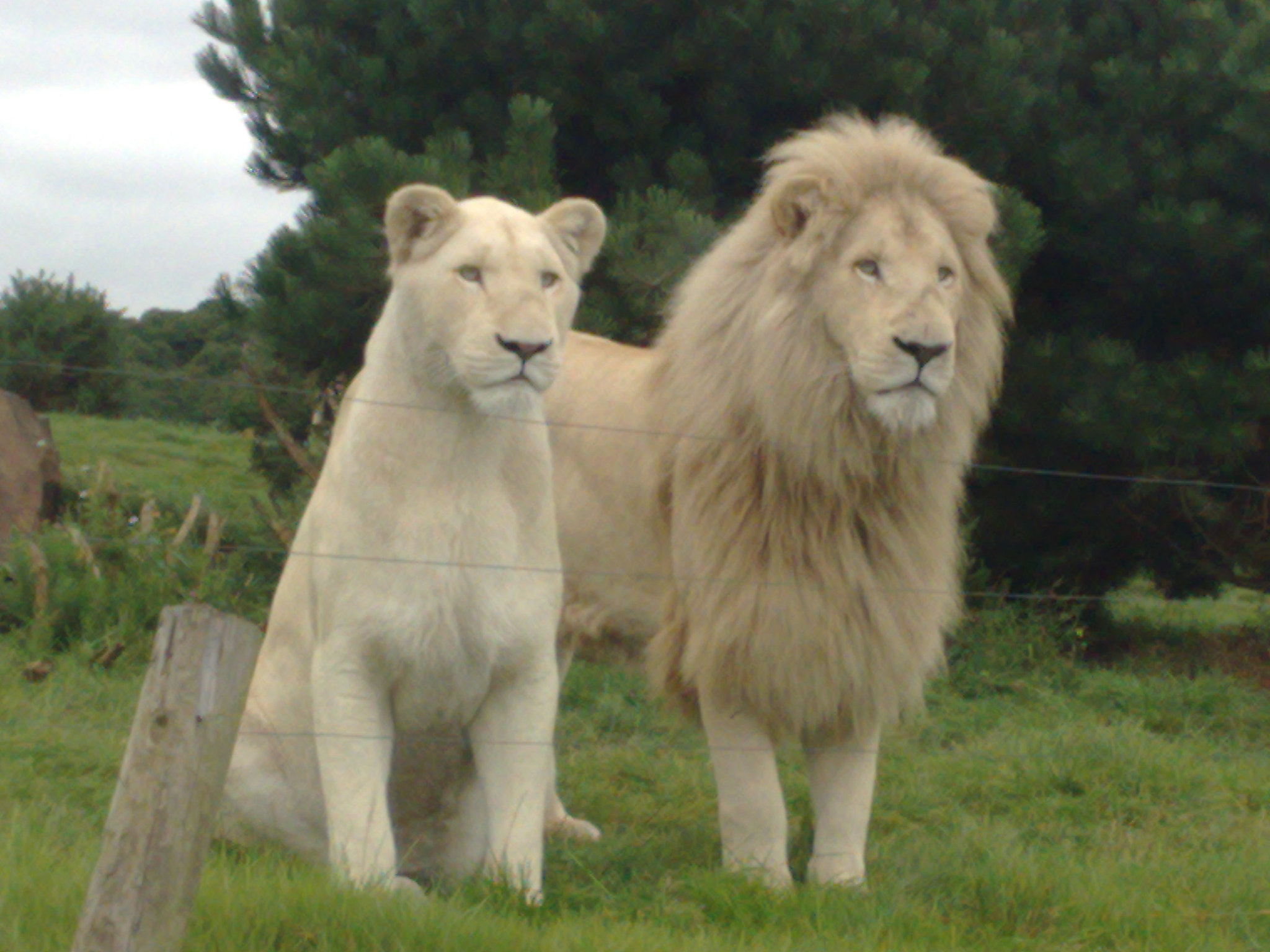 Nokia N95 8GB sample photo. White lions photography