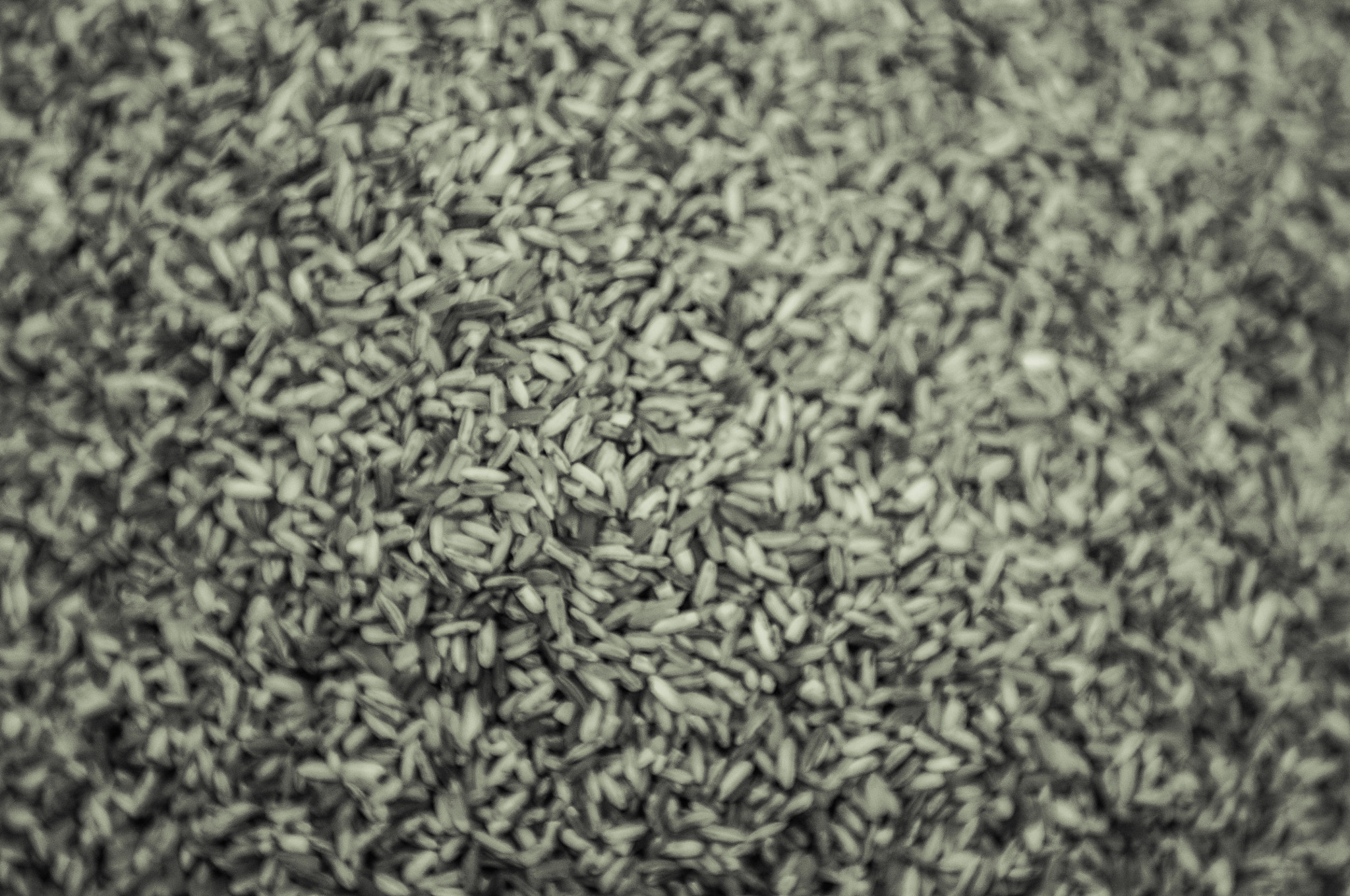 Nikon D5000 sample photo. Rice a day photography